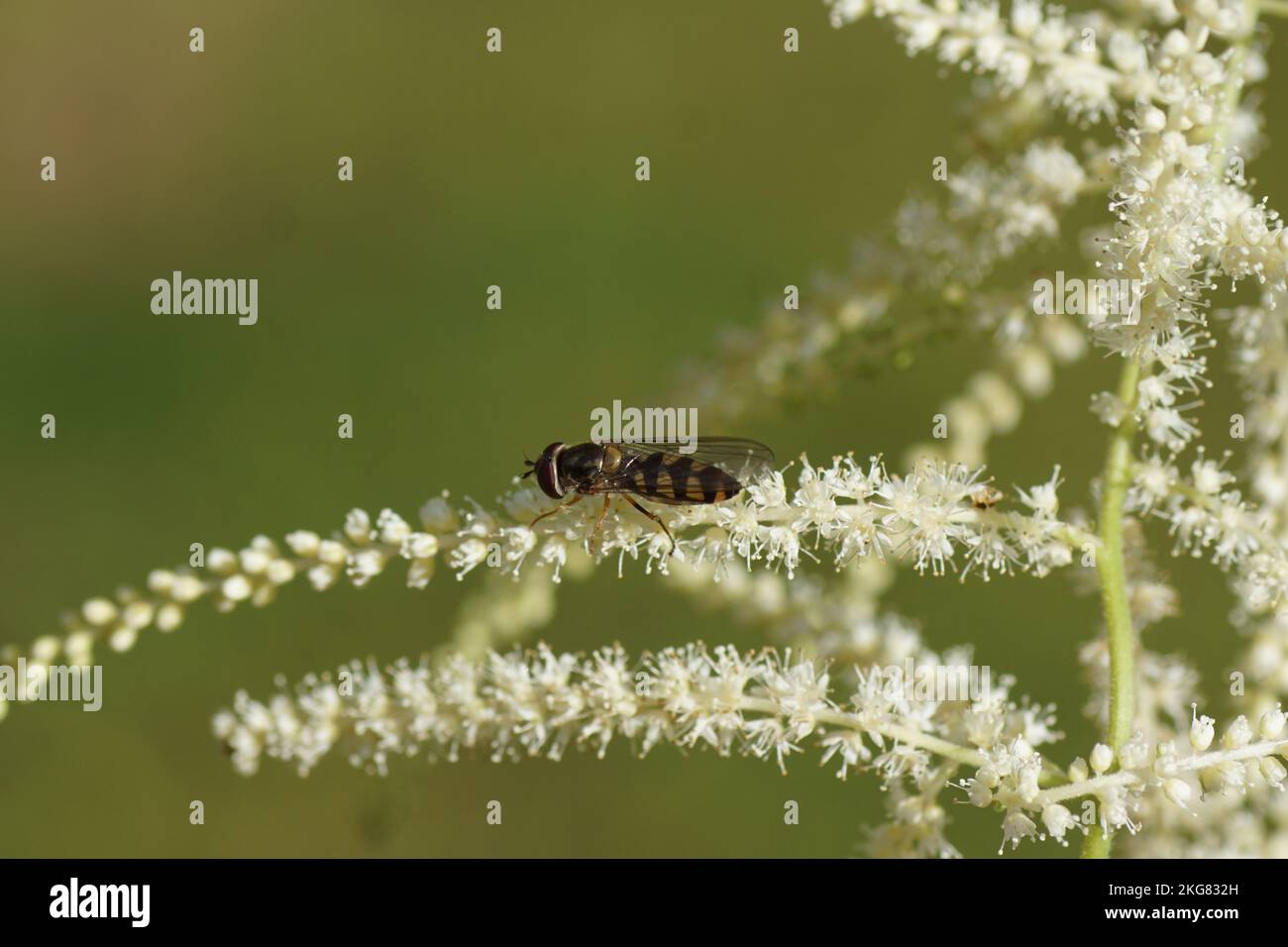 Close up female hoverfly Meliscaeva auricollis. Small, white flowers and blurred flowers of Goatsbeard (Aruncus dioicus). Rose family (Rosaceae). June Stock Photo