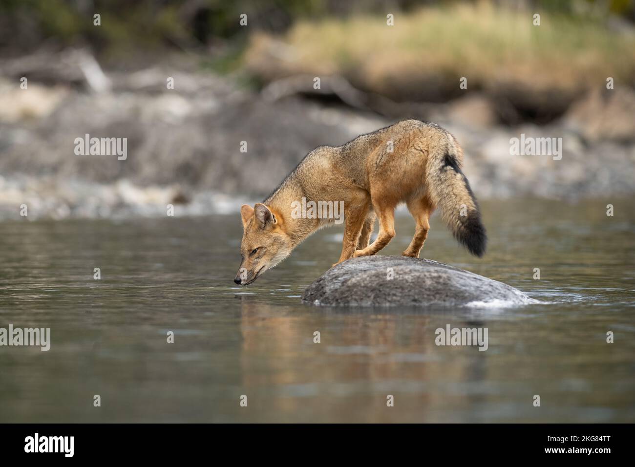 A Culpeo Fox (Lycalopex culpaeus) in Torres del Paine, Chile Stock Photo