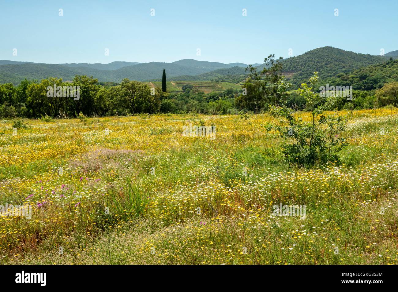Meadow with green grass, trees and flowers Stock Photo - Alamy