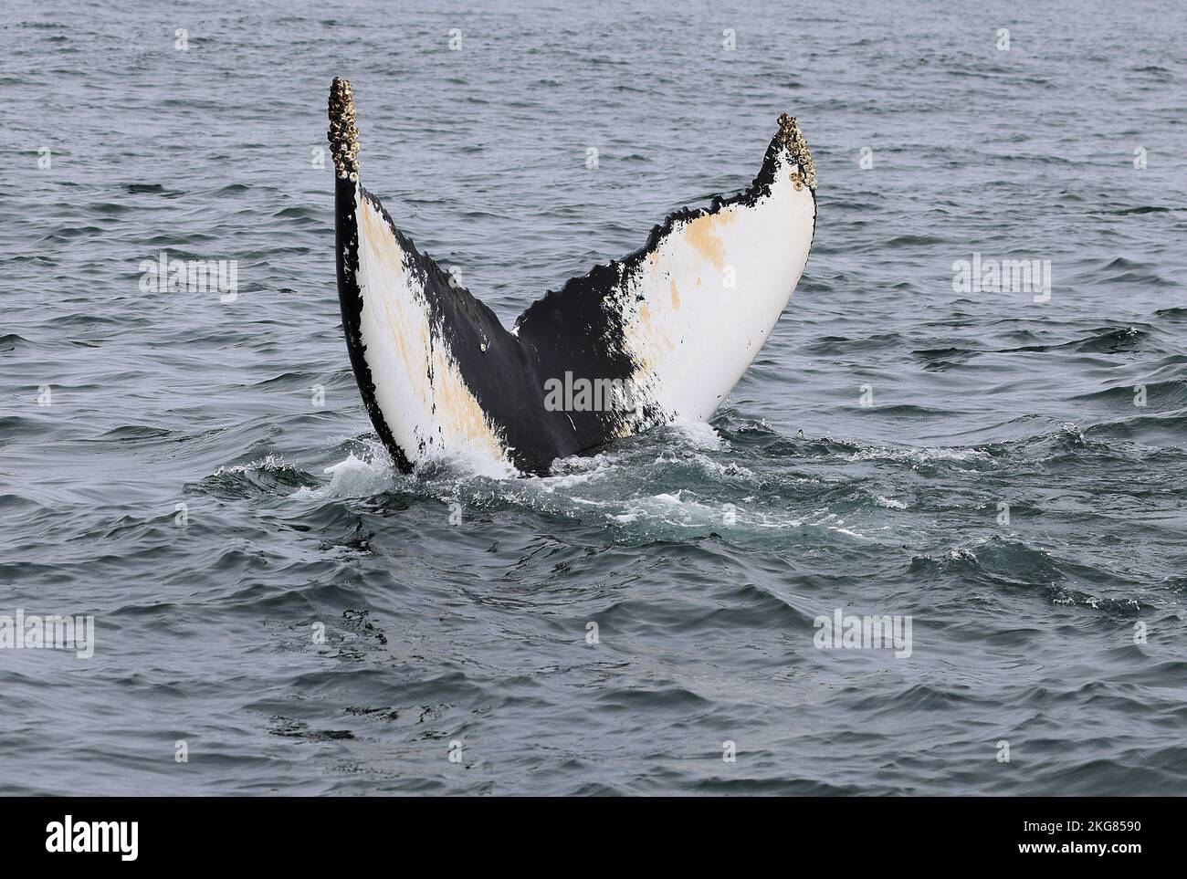 Humpback whale in the Bay of Fundy showing its tail before diving