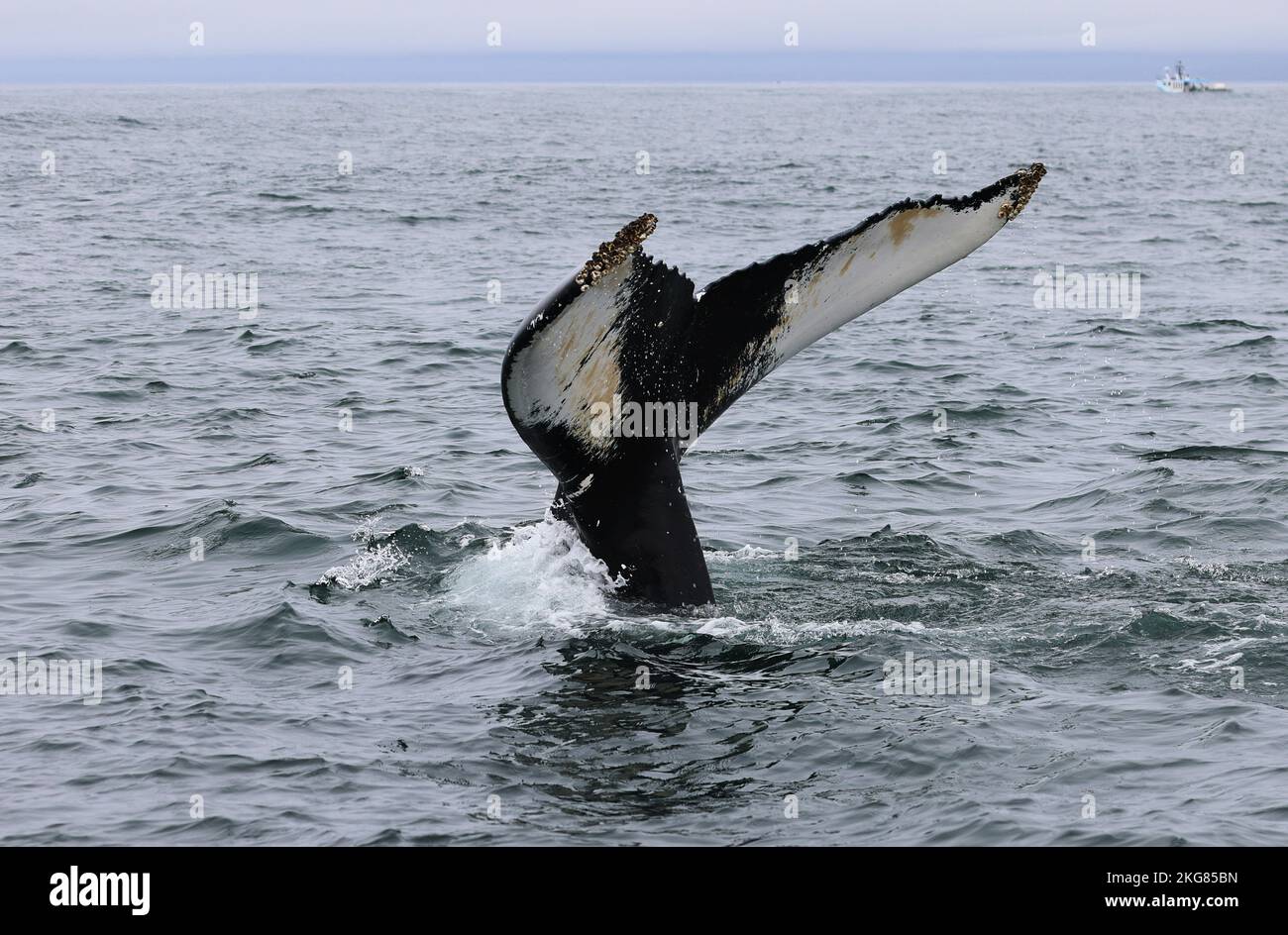 Humpback whale in the Bay of Fundy showing its tail before diving