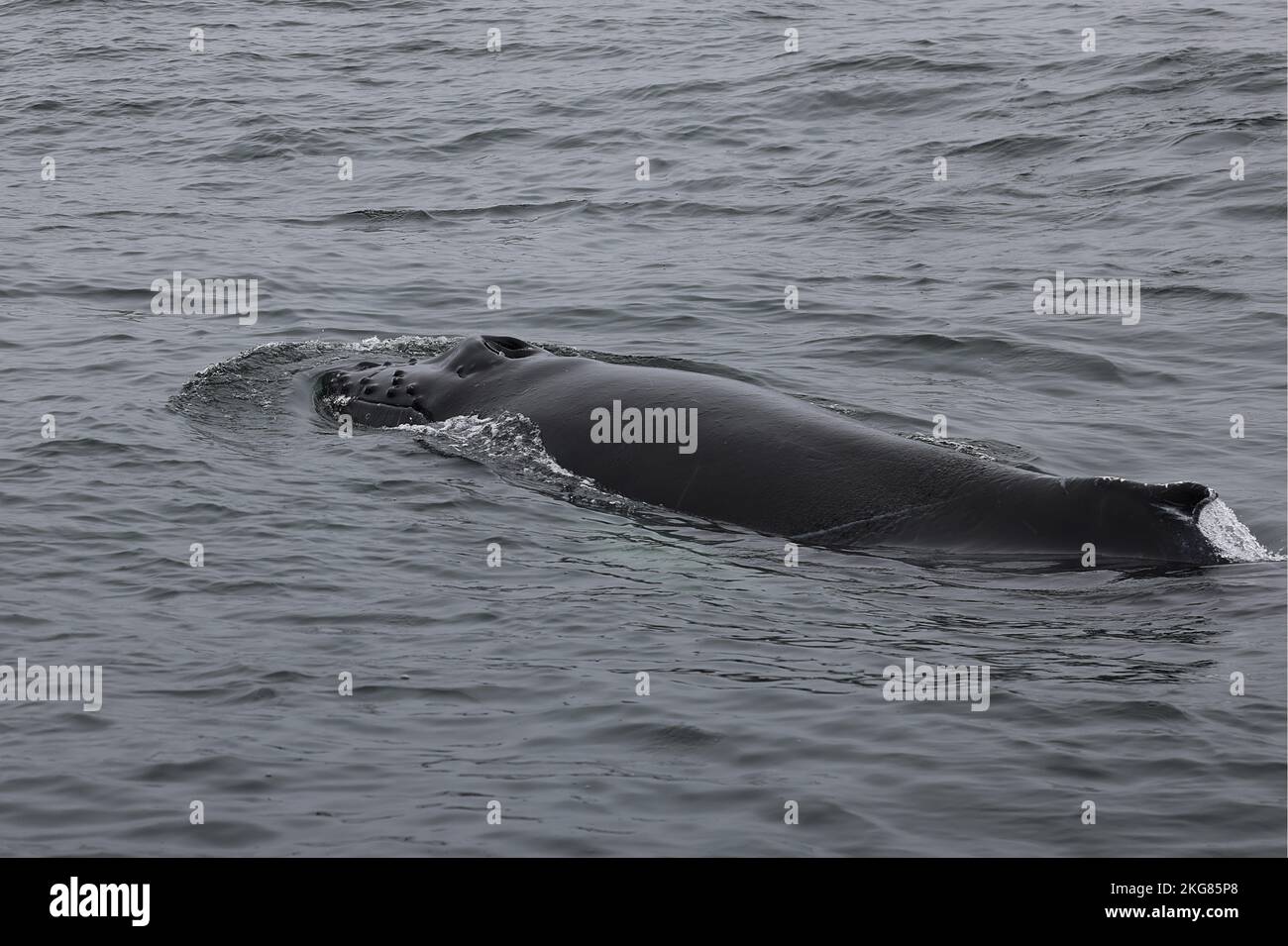 Humpback whale in the Bay of Fundy, Canada Stock Photo Alamy