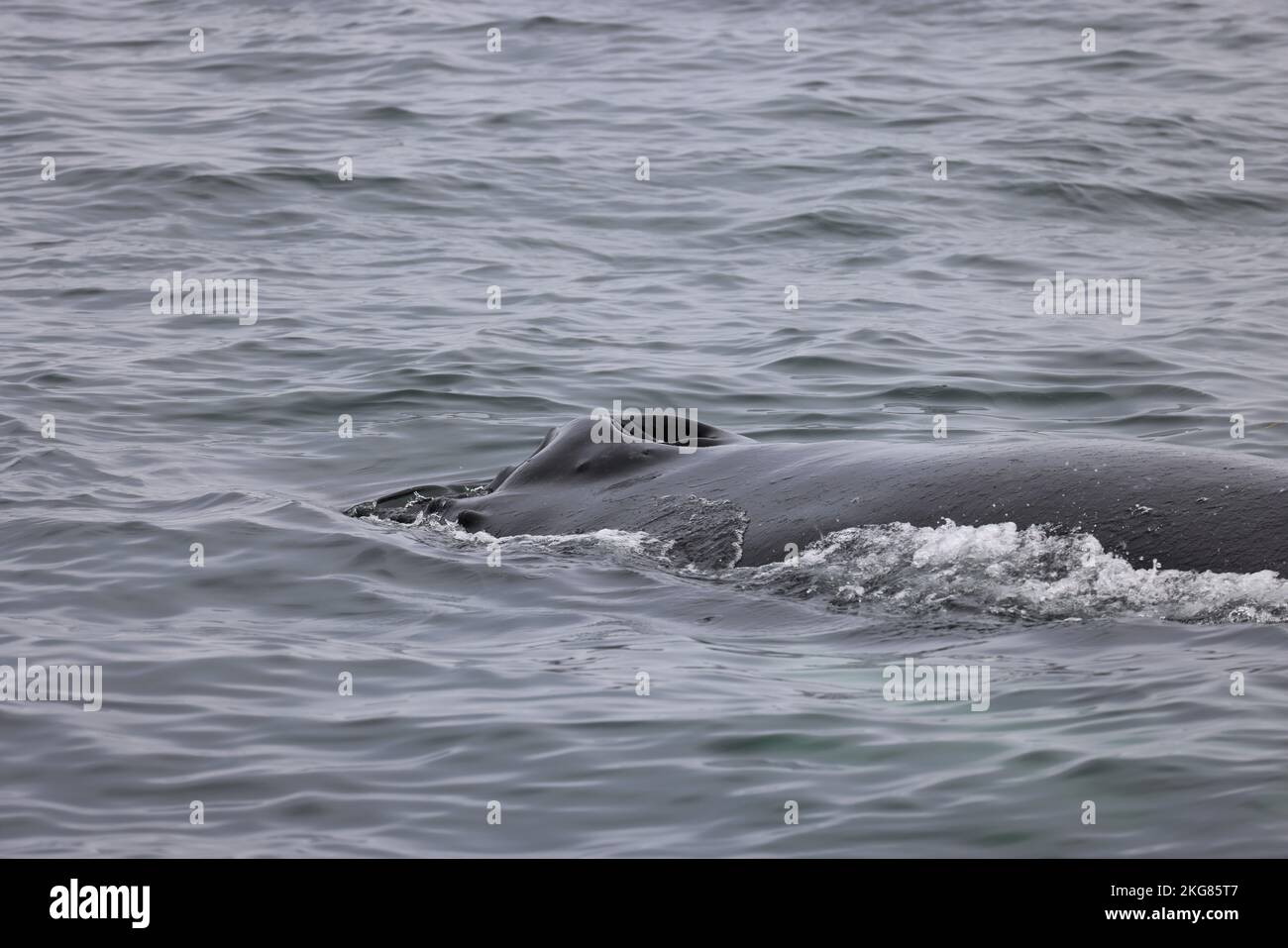 Humpback whale breaching canada hi-res stock photography and images - Alamy