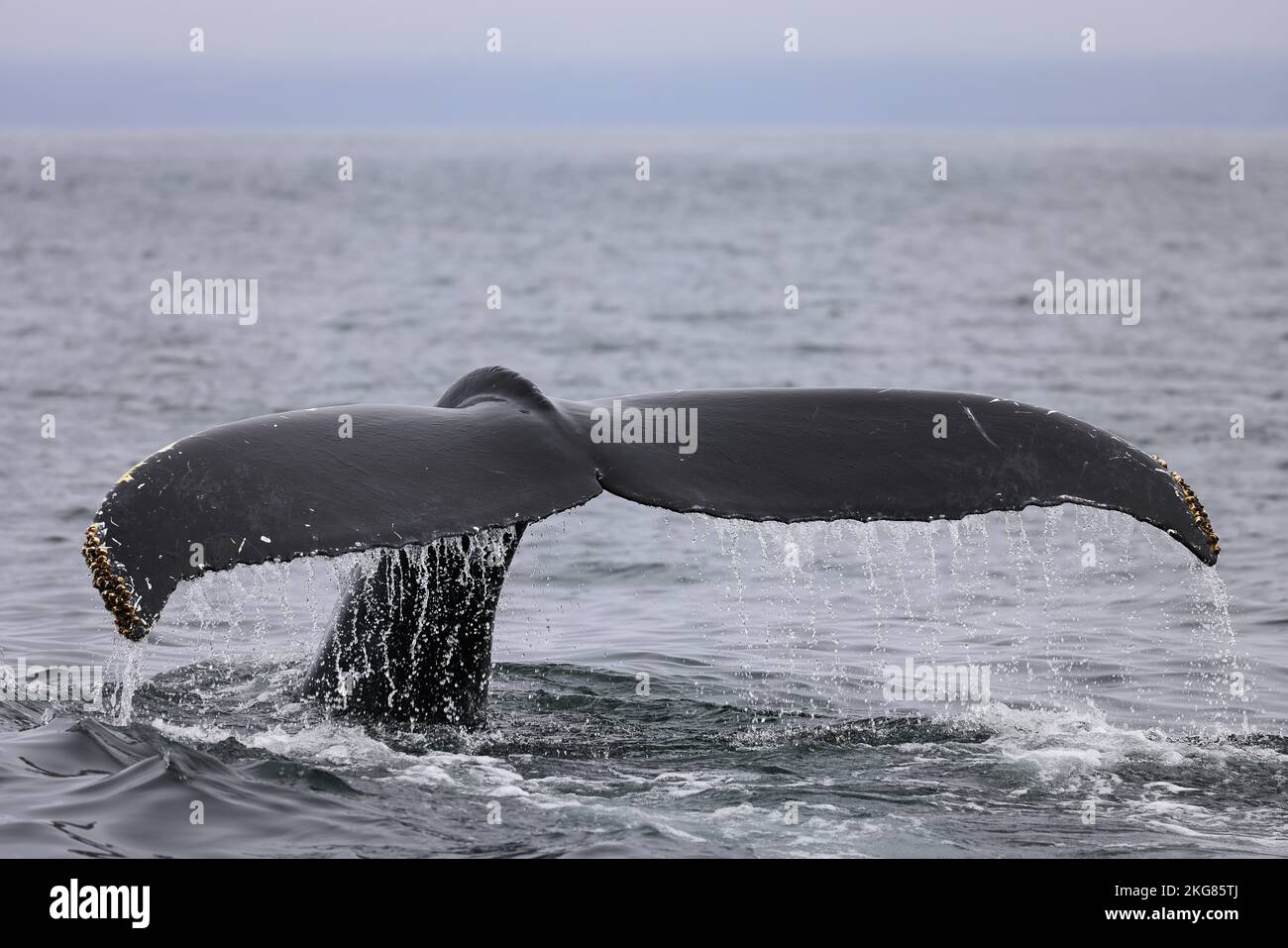 Humpback whale in the Bay of Fundy showing its tail before diving