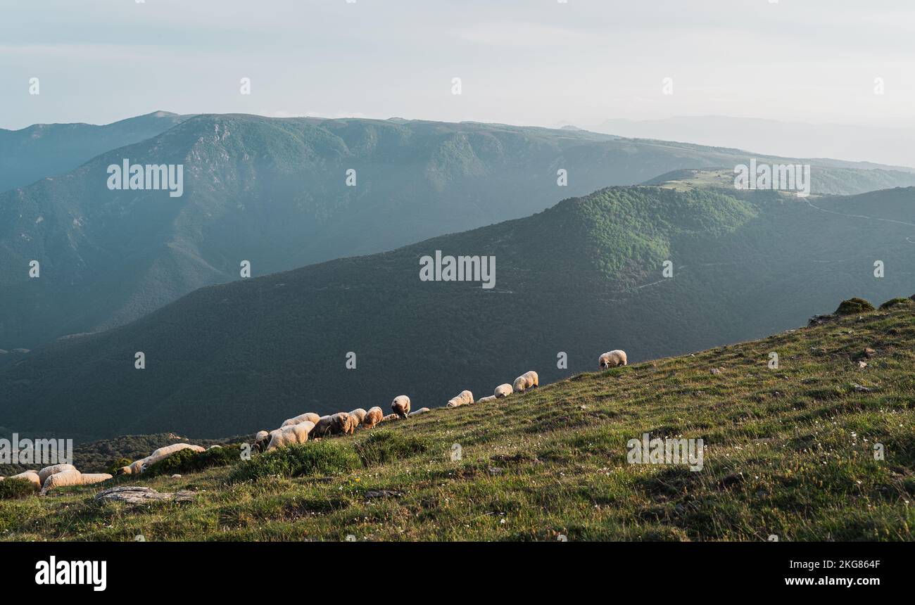 An aerial view of sheep grazing in greenery field Stock Photo - Alamy