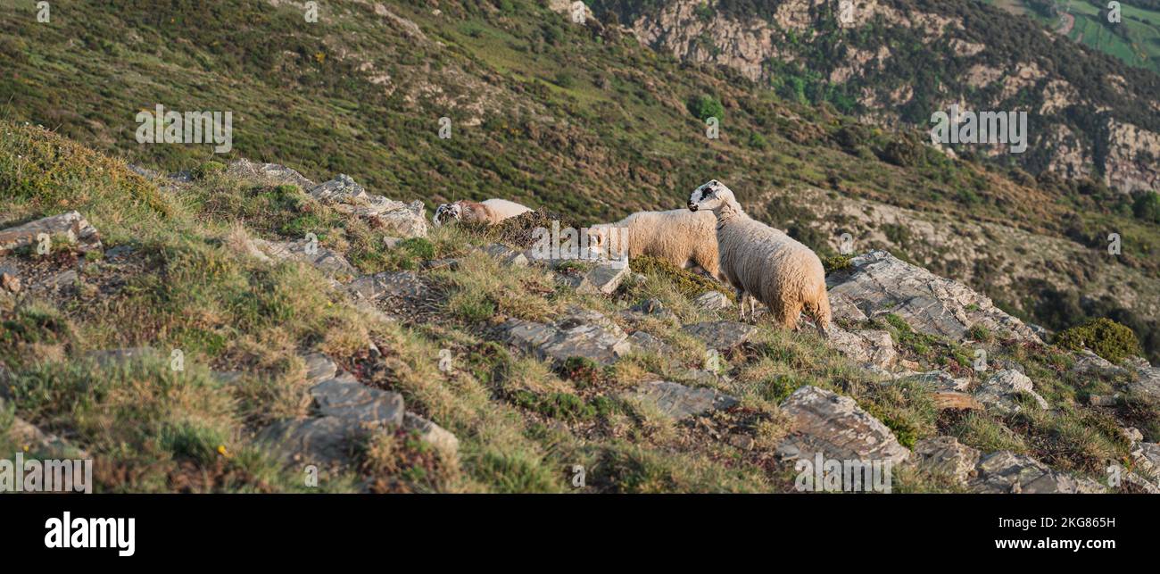 An aerial view of sheep grazing in greenery field Stock Photo - Alamy