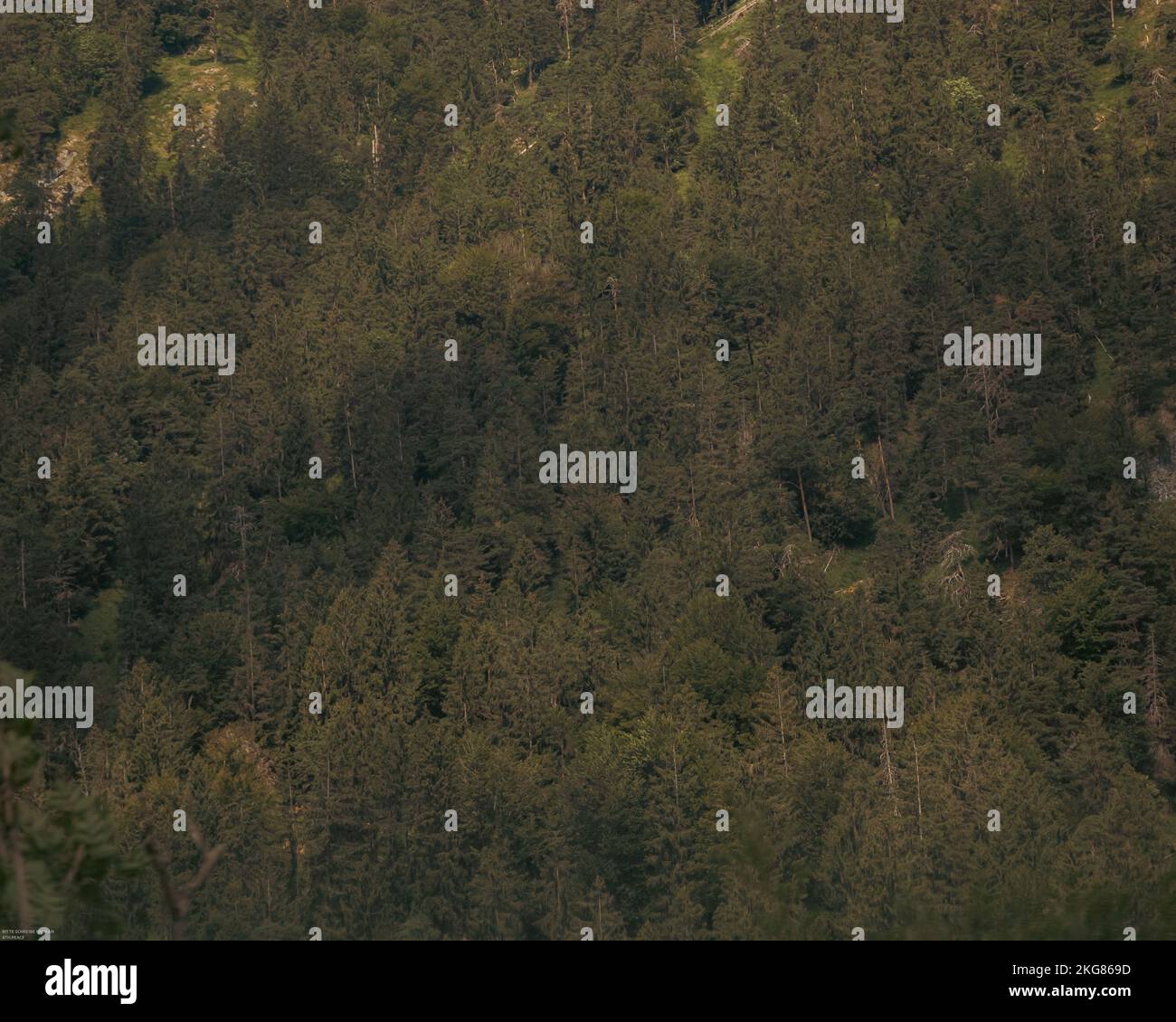 An aerial view of forest surrounded by dense trees Stock Photo - Alamy