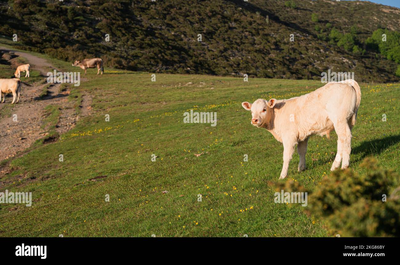 The cows grazing on the meadow Stock Photo - Alamy