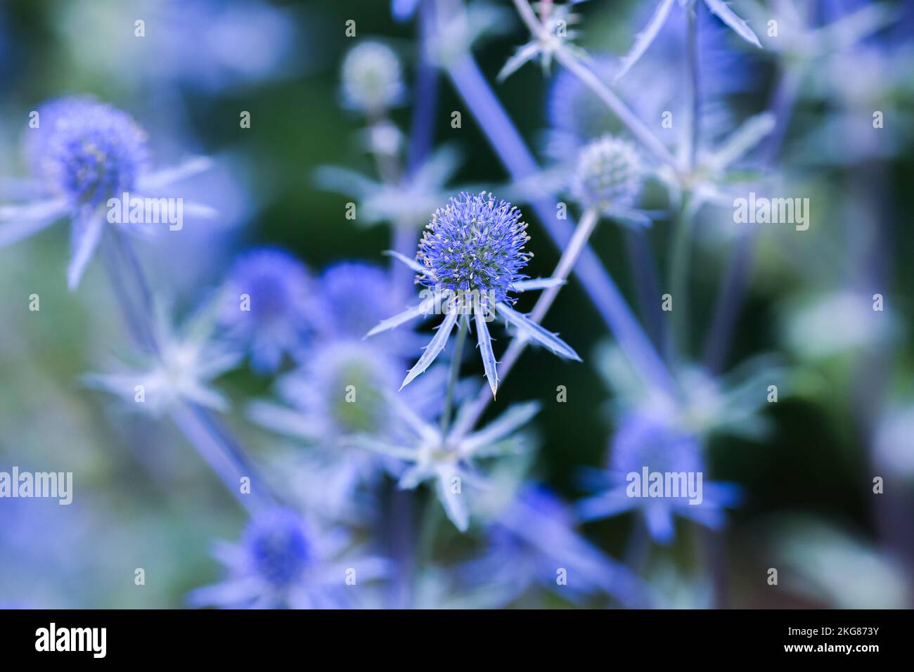 Eryngium planum, the blue eryngo or flat sea holly, is a plant in the