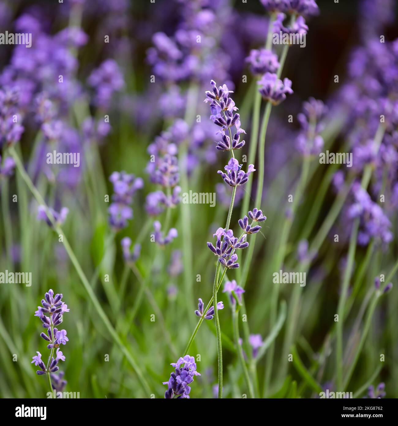 A closeup shot of lavender Hidcote blue strain flowers in a garden Stock Photo