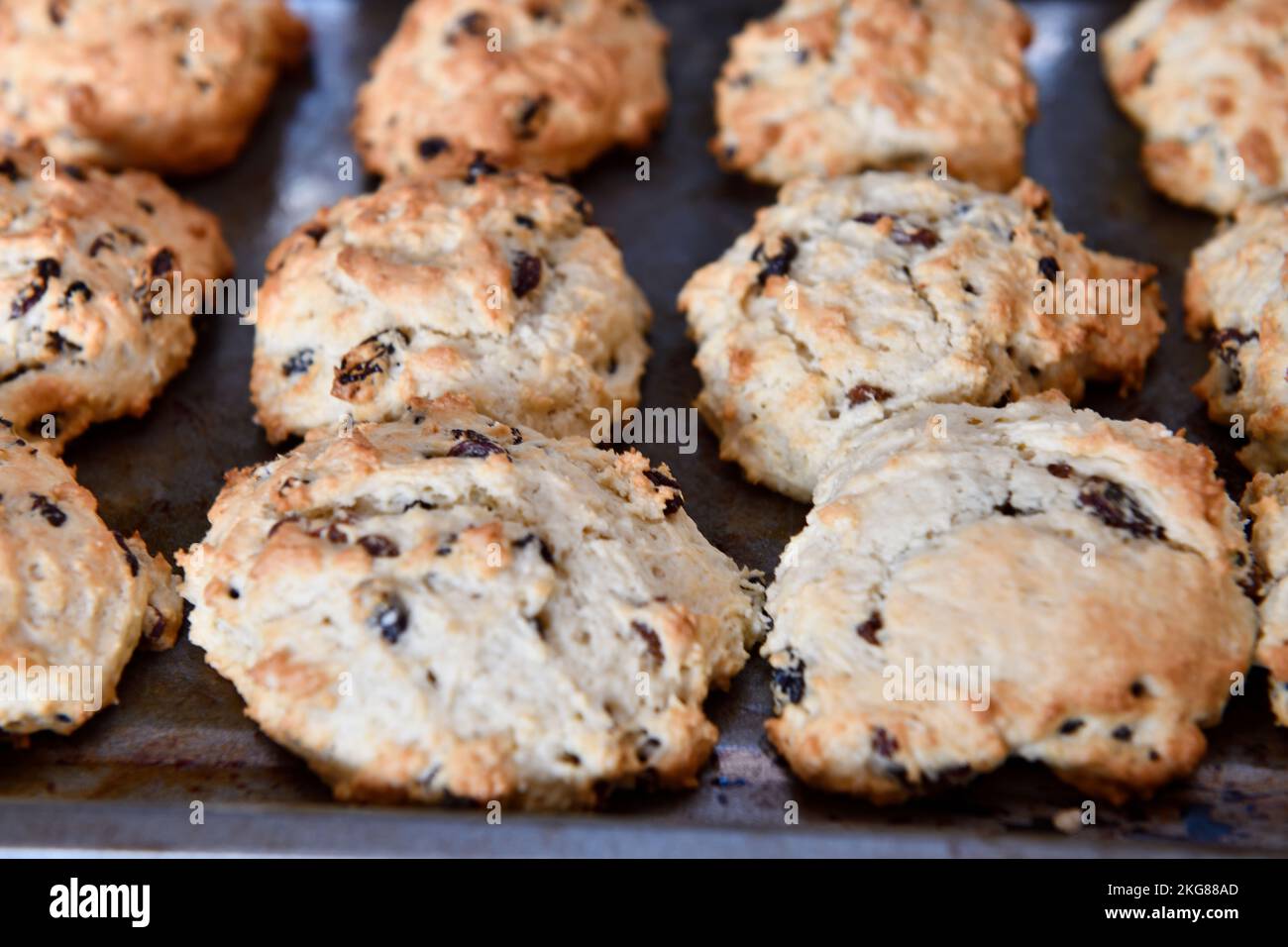 Rock Cakes cooling on wire tray in kitchen Hook Norton Oxfordshire England uk Stock Photo