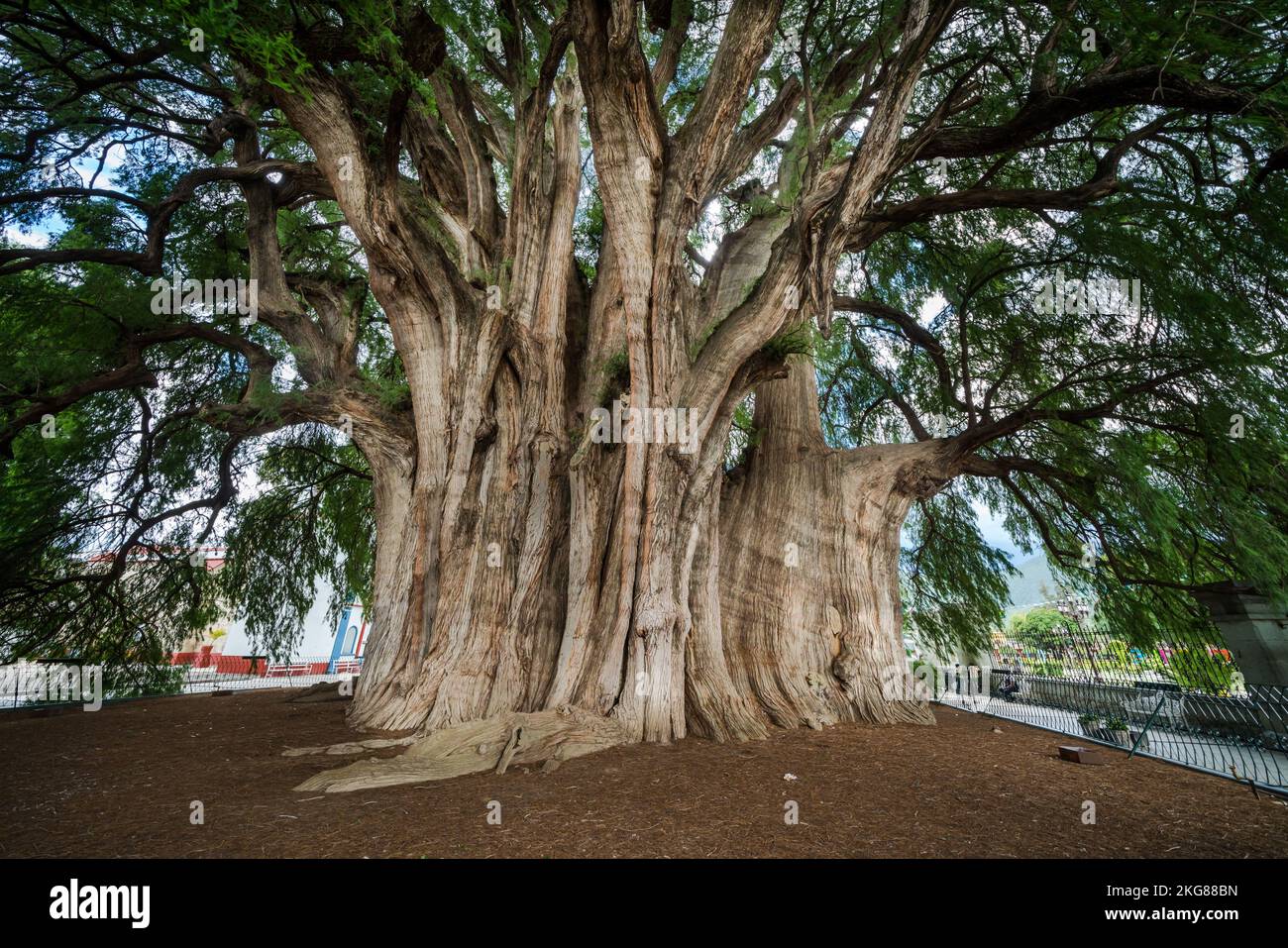 The Tree of Tule in Santa Maria del Tule, Oaxaca Mexico, has the widest trunk of any tree in the world. It is a Montezuma Cypress, estimated to be bet Stock Photo