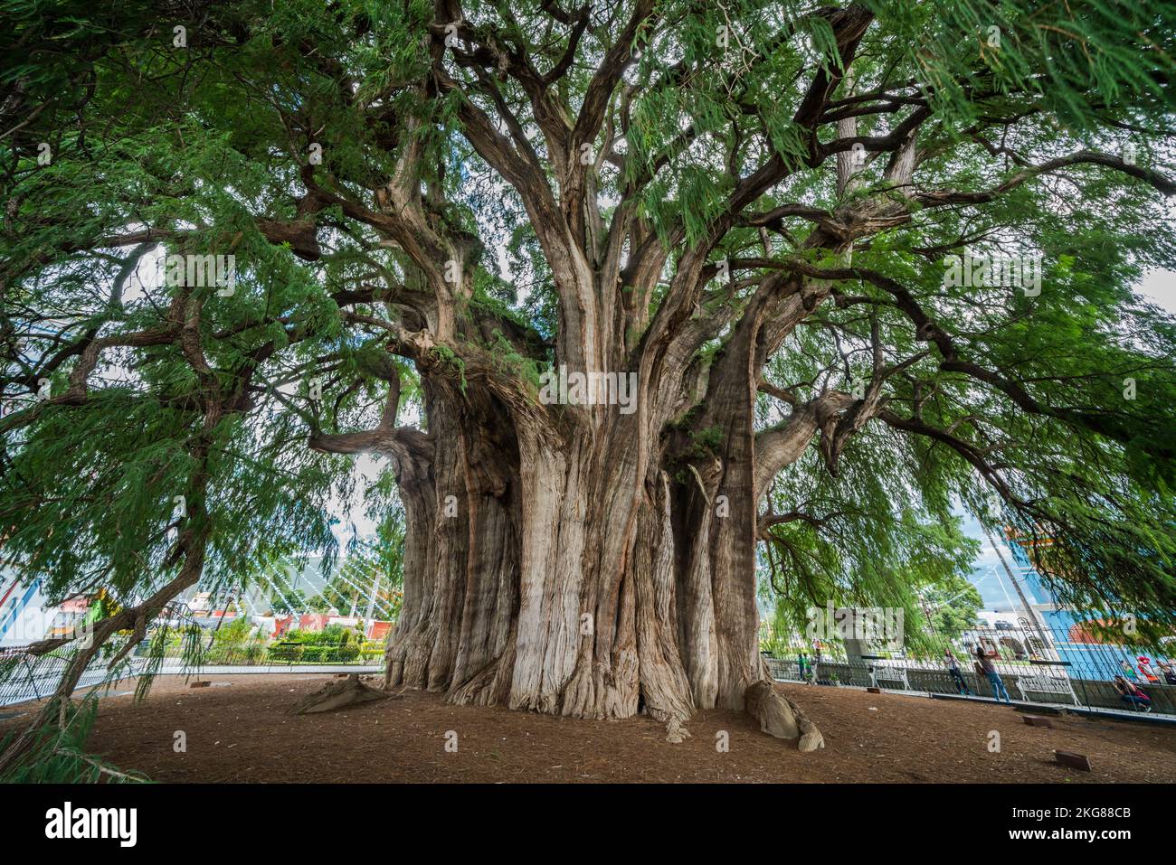 The Tree of Tule in Santa Maria del Tule, Oaxaca Mexico, has the widest trunk of any tree in the world. It is a Montezuma Cypress, estimated to be bet Stock Photo