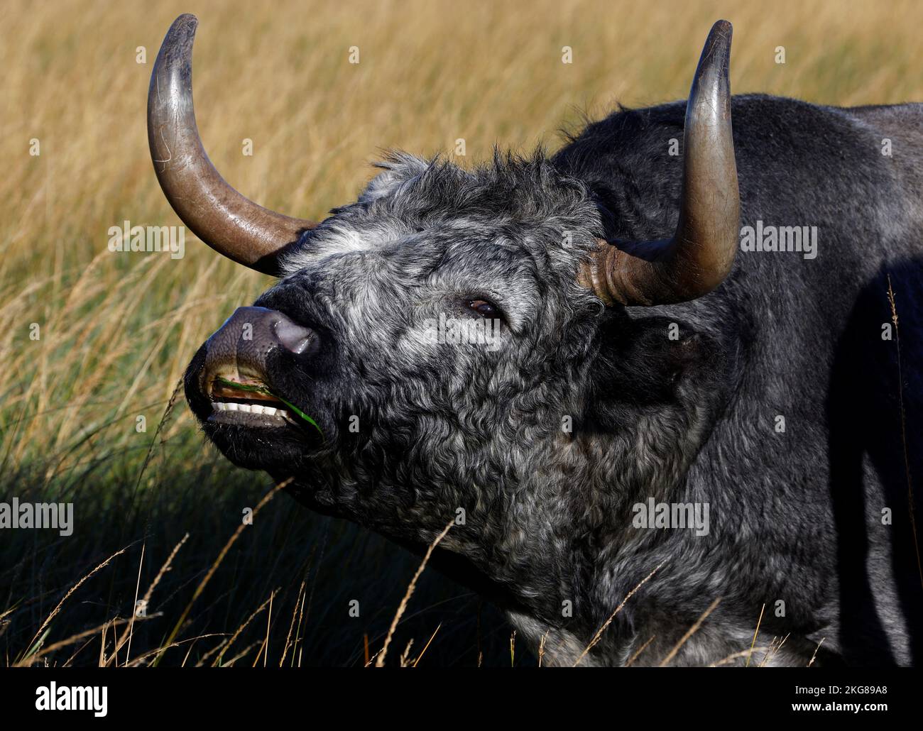 A bull is seen in a breeding farm near Arles, France, November 20, 2022.  REUTERS/Eric Gaillard Stock Photo