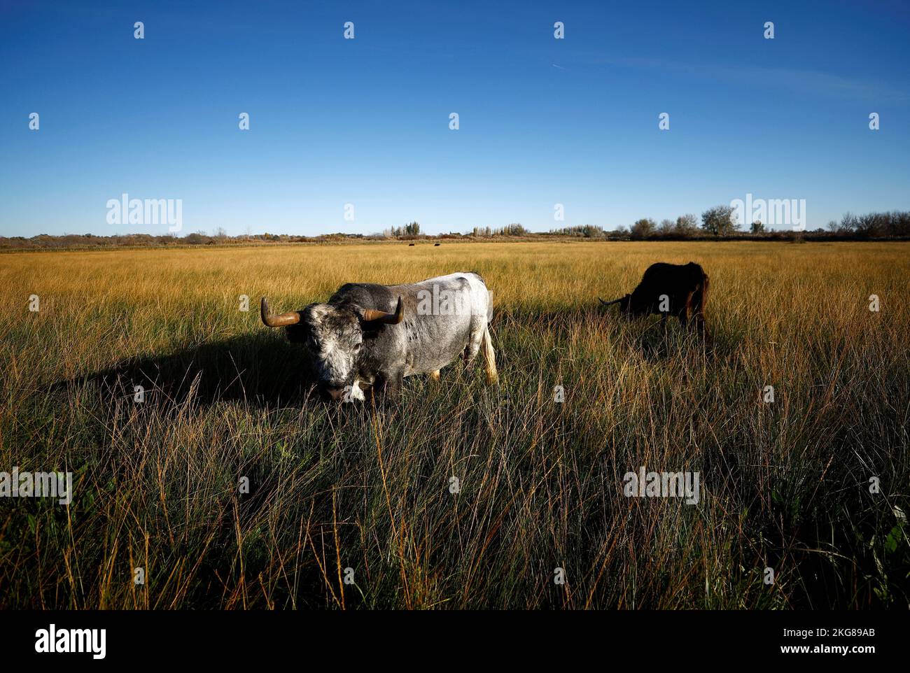 A bull and a cow are seen in a breeding farm near Arles, France, November 20, 2022.  REUTERS/Eric Gaillard Stock Photo