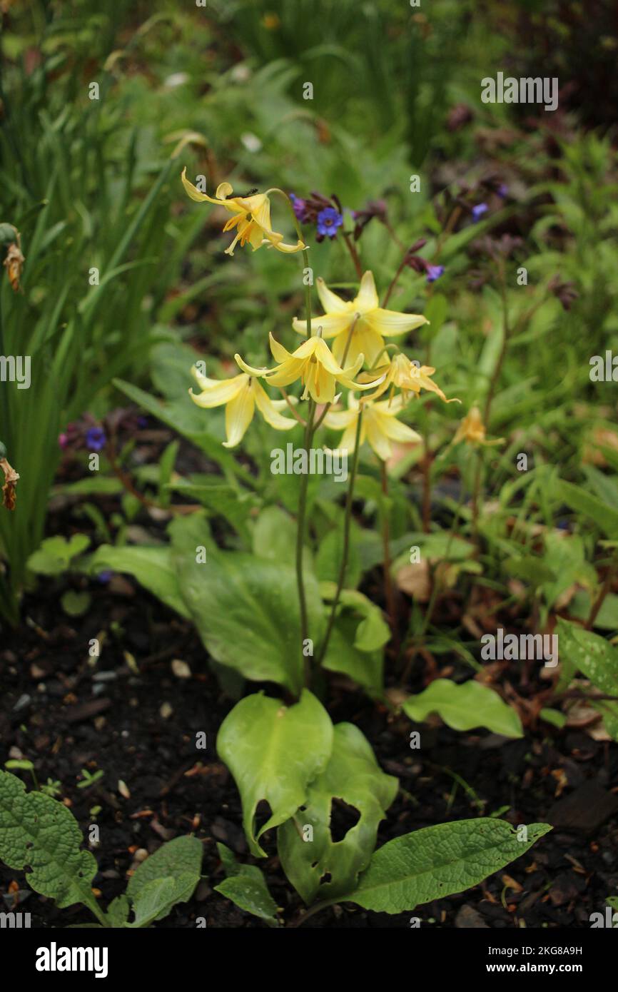 Erythronium dens-canis (dogtooth violet) in a garden Stock Photo