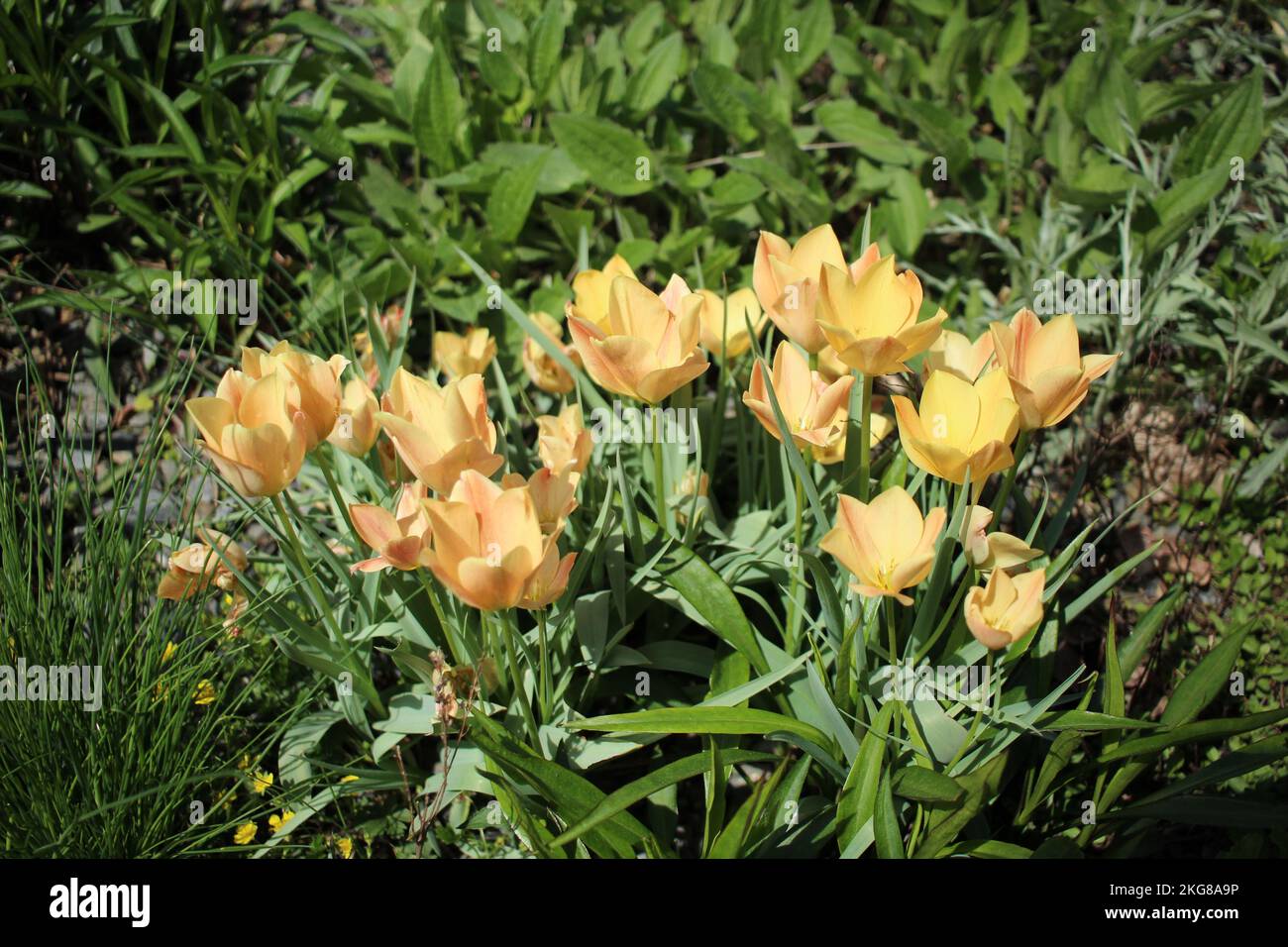 Tulipa batalinii bronze charm hi-res stock photography and images - Alamy