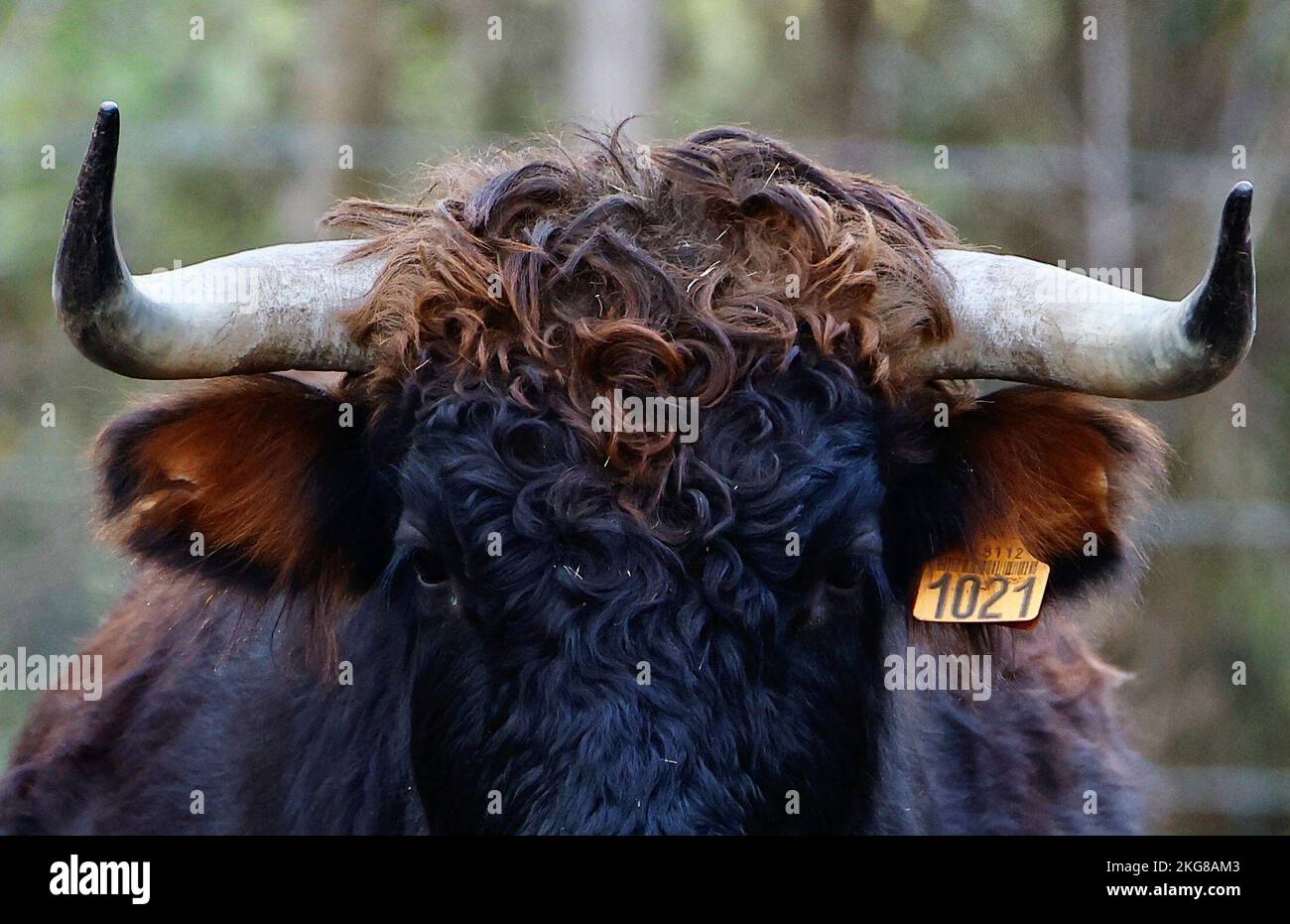 A bull is seen in a breeding farm near Arles, France, November 20, 2022.  REUTERS/Eric Gaillard Stock Photo