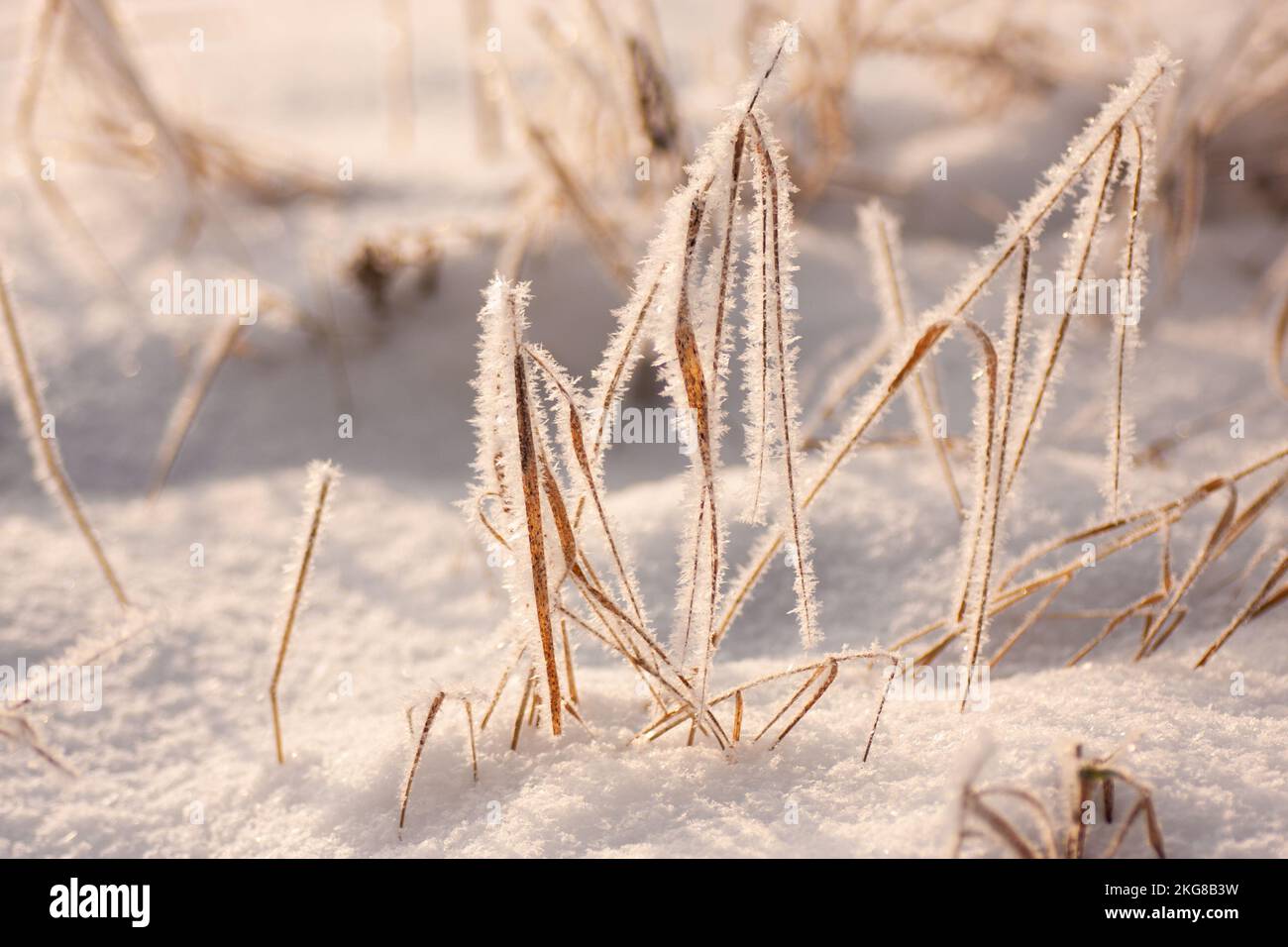 the tree is covered with frost in winter Stock Photo - Alamy