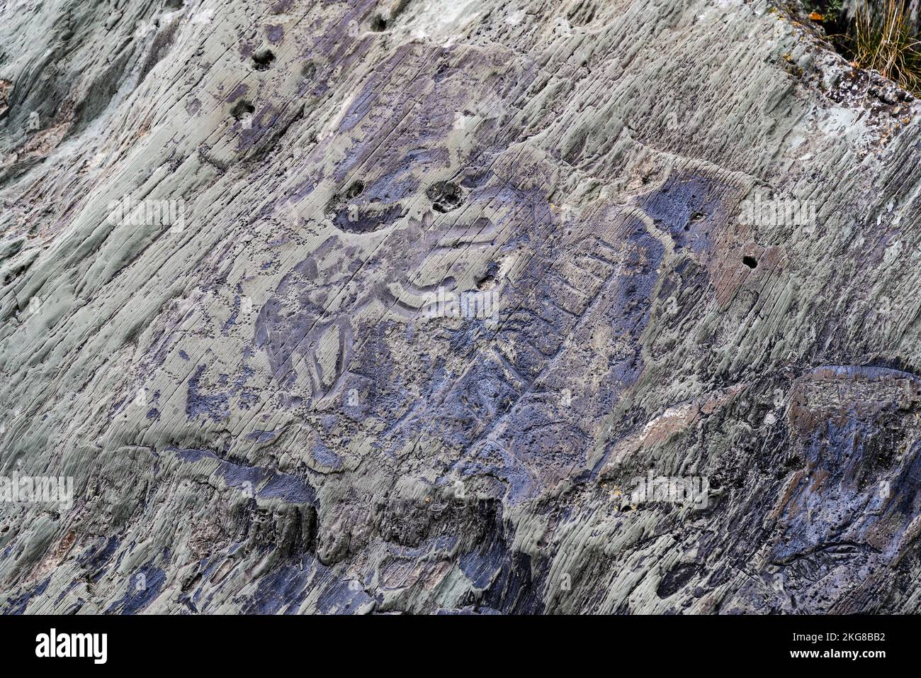 Petroglyph carved on a rock depicting wolf animal dated 35-1 centuries BC on the banks of the Tom River in Siberia Stock Photo