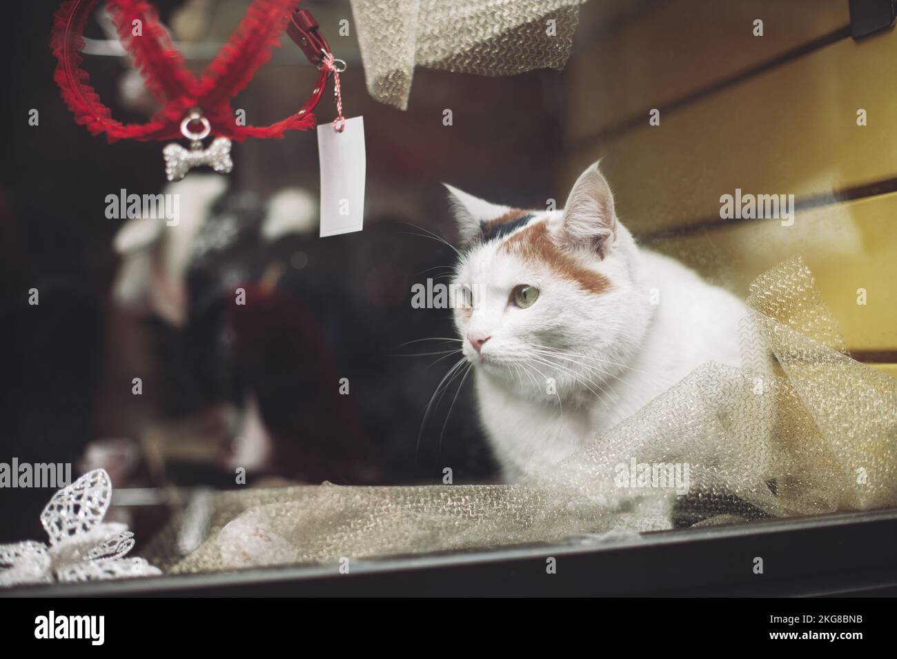 Cat in shop window hi-res stock photography and images - Alamy
