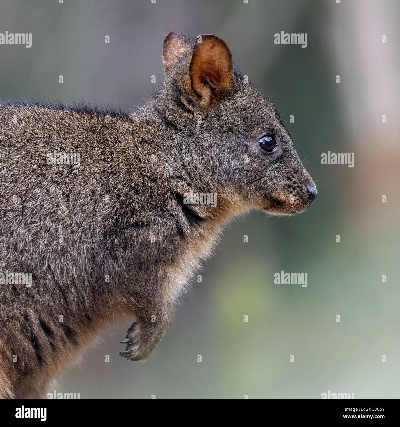 A side view closeup of adorable Tasmanian pademelon wallaby on blur background Stock Photo