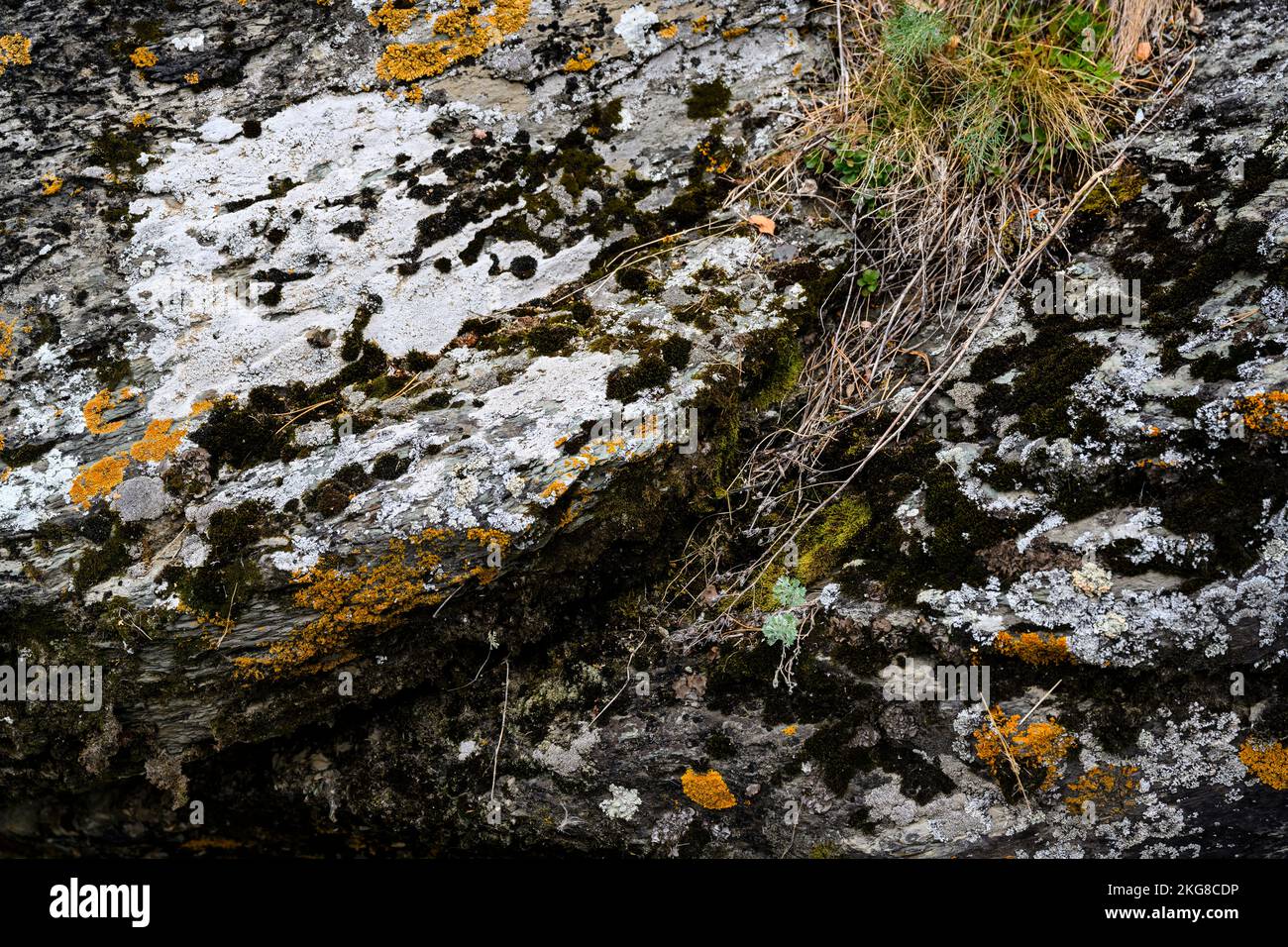 Fragment of a large stone boulder covered with colorful moss in the taiga in Siberia Stock Photo