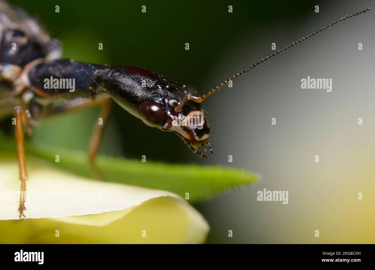 snakefly Raphidioptera sitting on the tiny forest flower Stock Photo