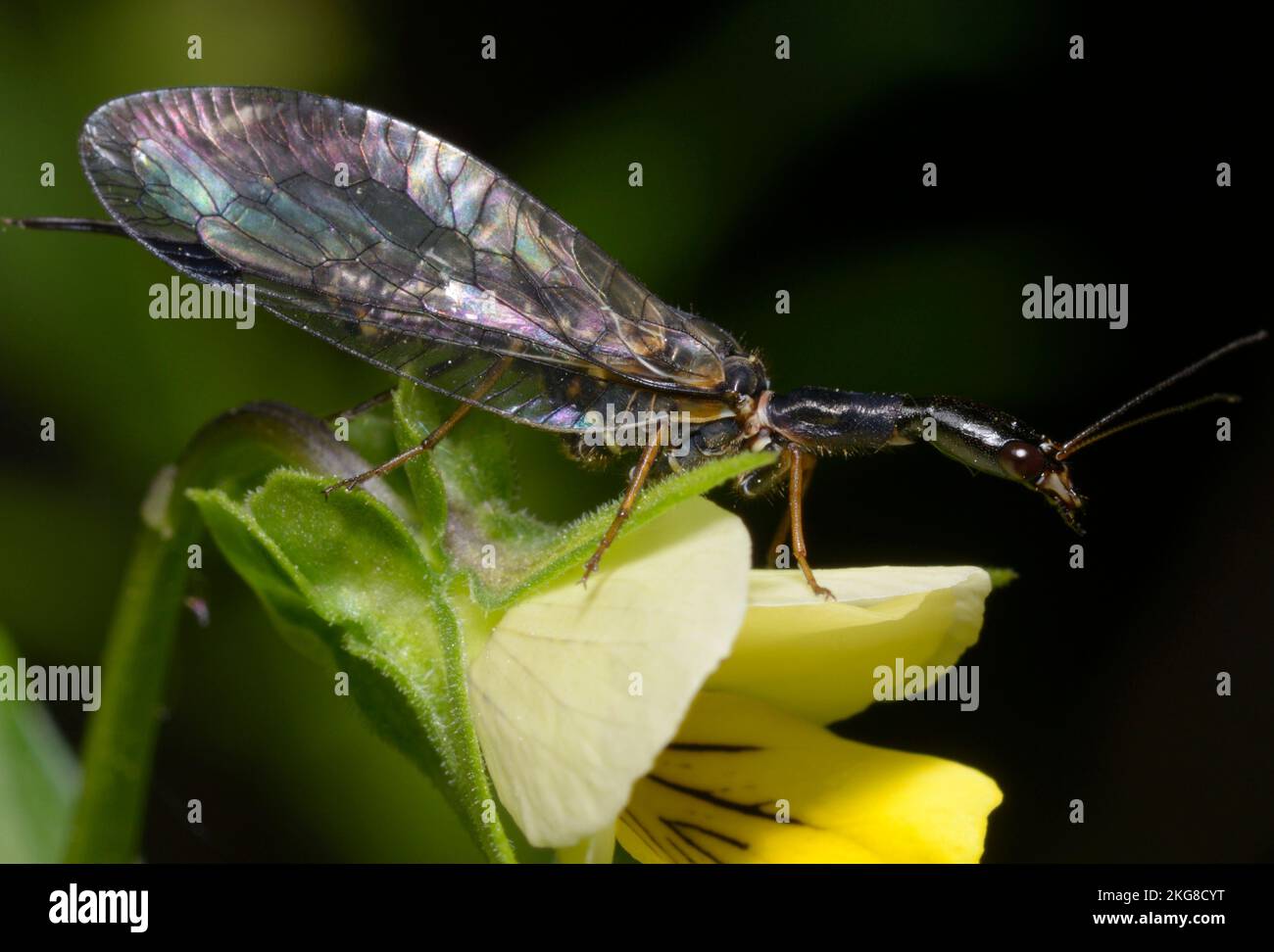 snakefly Raphidioptera sitting on the tiny forest flower Stock Photo