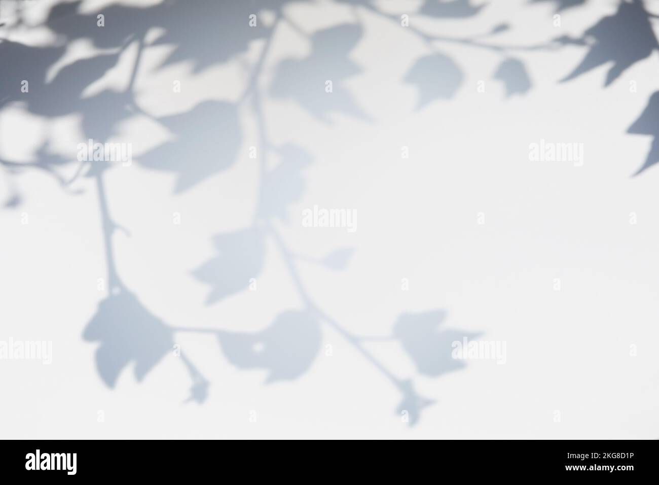 Shadow of leaves and branches on white wall Stock Photo