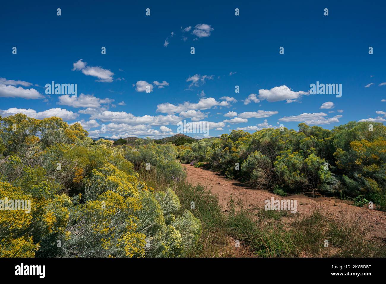 CHAMISA IN THE HIGH DESERT AROUND SANTA FE, NM, USA Stock Photo Alamy