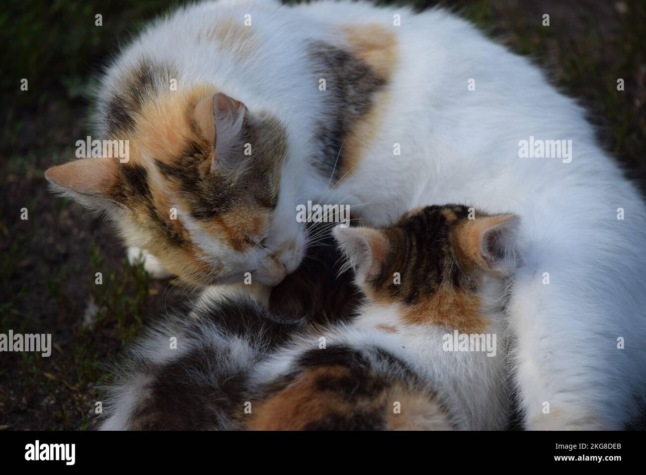 Cat feeding her kittens Stock Photo Alamy