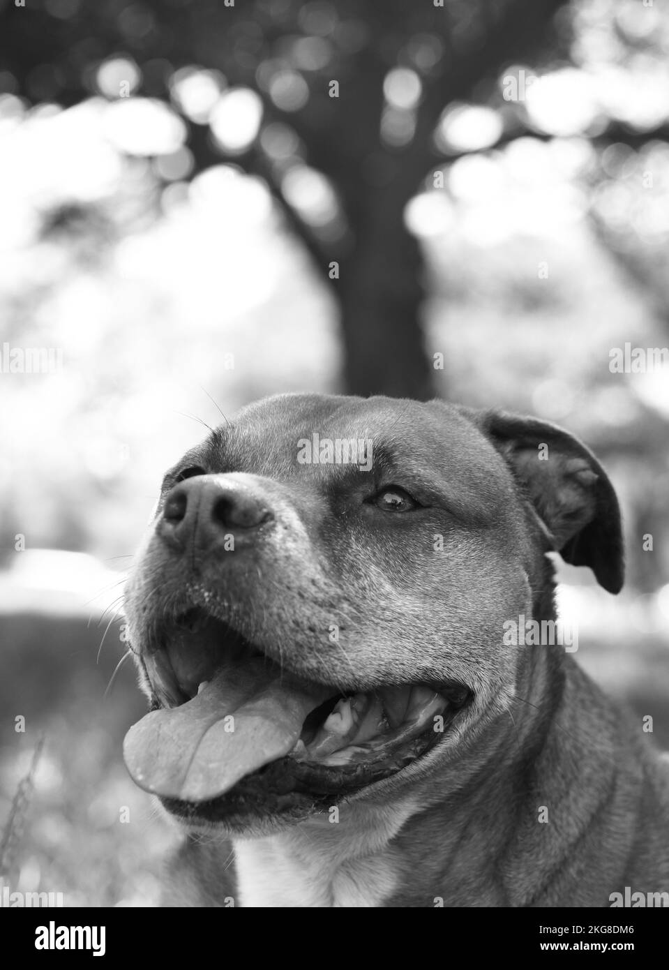 A greyscale, closeup of a Pitbull dog in the garden. Stock Photo