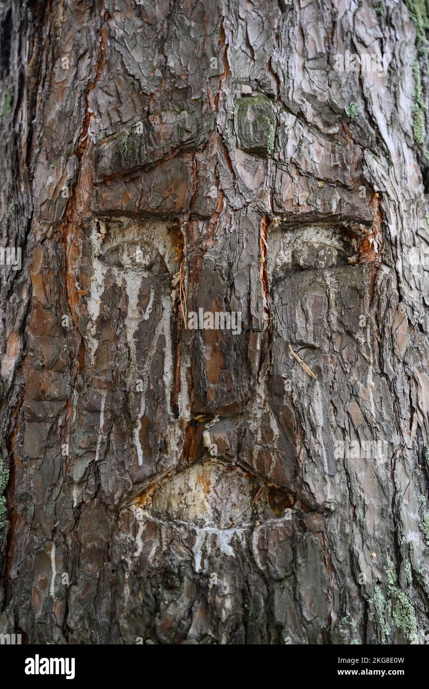 Sacret World Tree known also as Tree of Life, or Shamanic Tree, or Tree of Knowledge with a carved human face in the Siberian forest Stock Photo