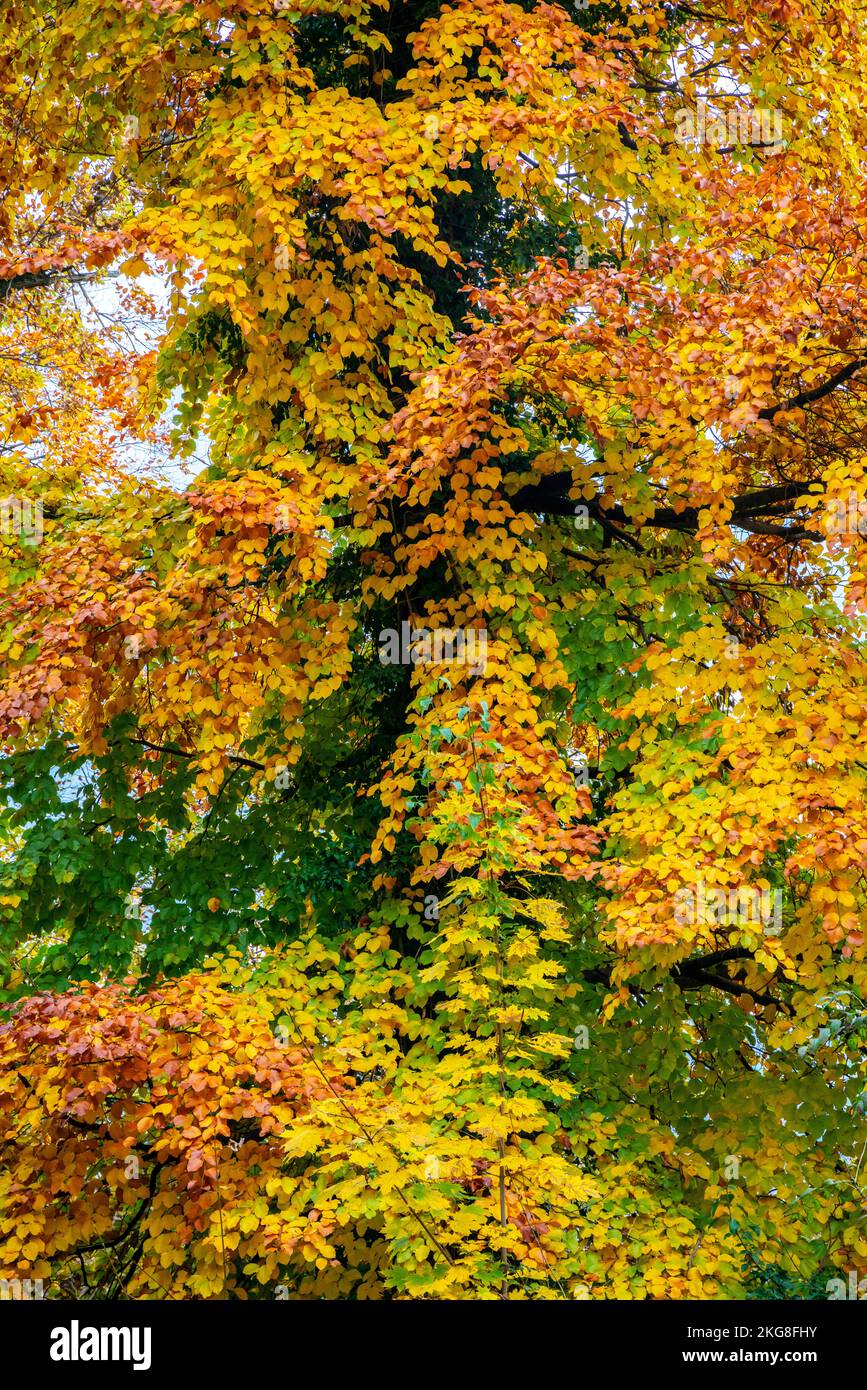Black Forest in autumn colors Grenzach, Grenzach-Wyhlen, Baden-Württemberg, Germany. Stock Photo