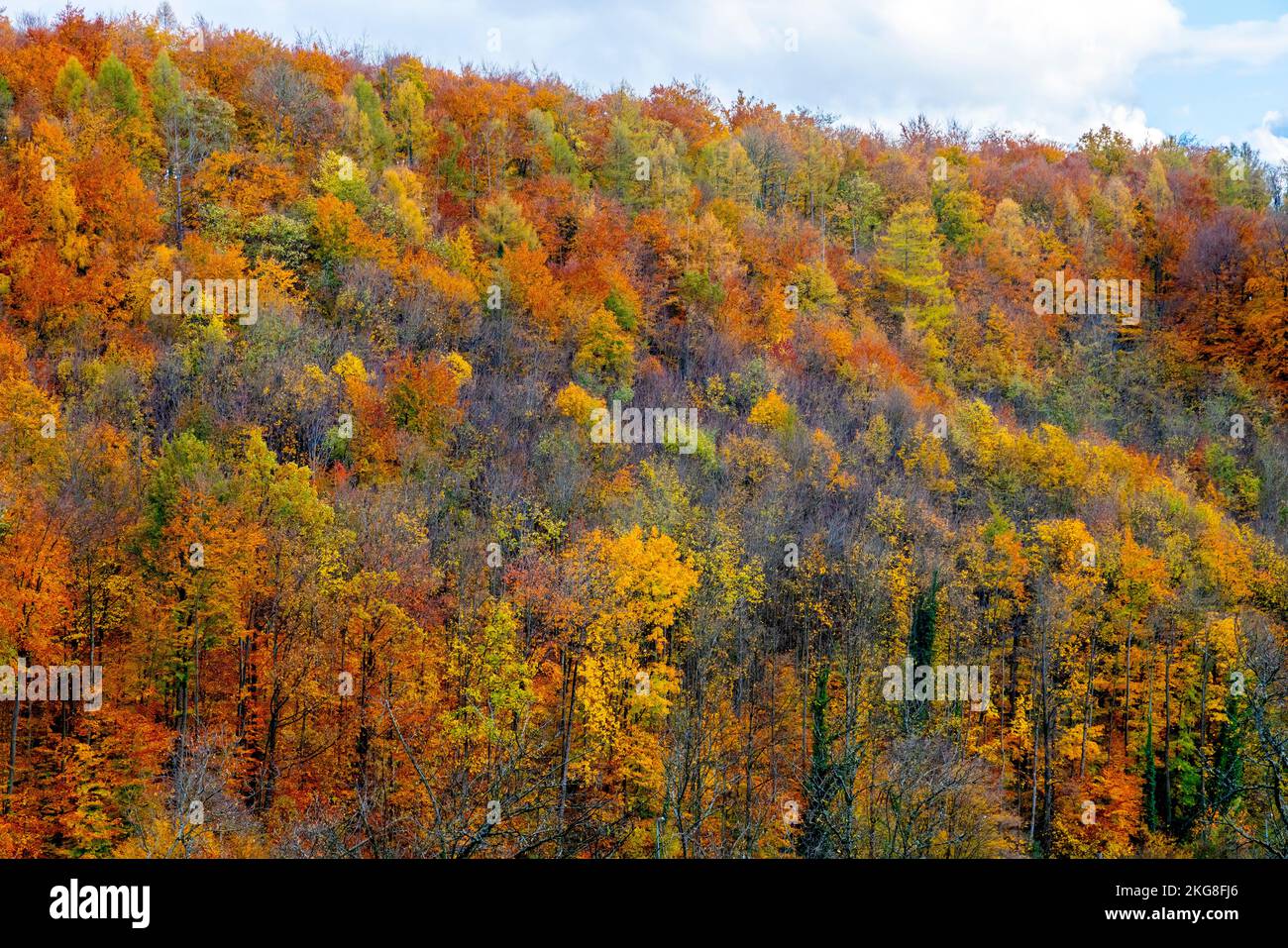 Black Forest in autumn colors Grenzach, Grenzach-Wyhlen, Baden-Württemberg, Germany. Stock Photo