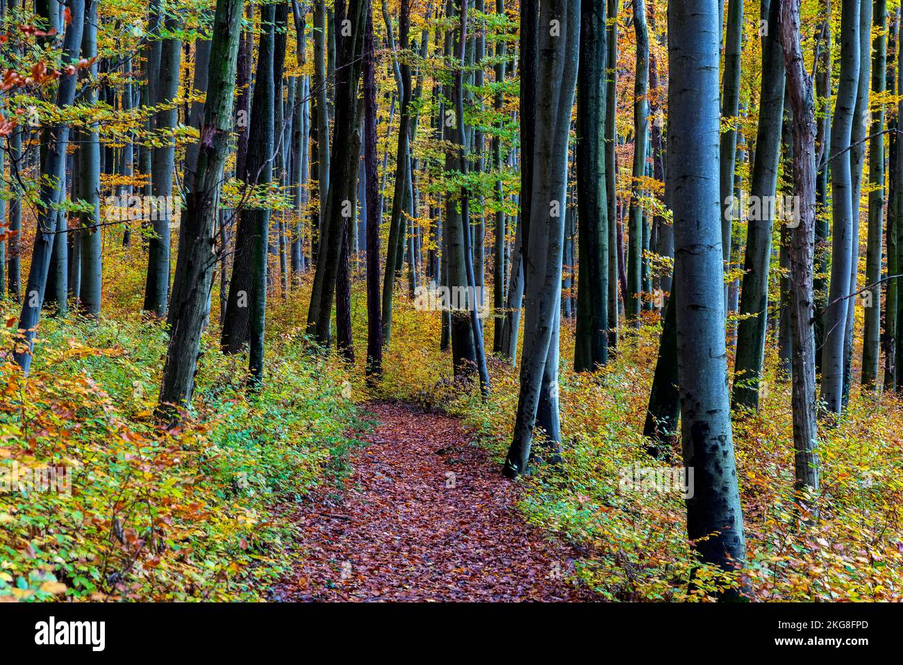 Tullinge mountain in autumn colors (Tüllinger Berg), Tüllinge, Baden-Württemberg, Germany. Stock Photo