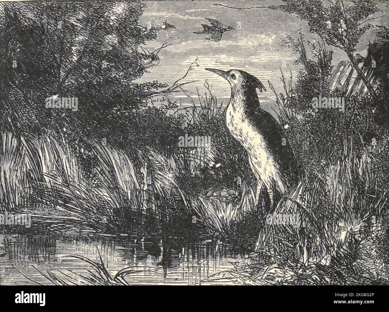 Along thy glades, a solitary guest. The hollow-sounding bittern guaras its nest Illustration by Hammatt Billings from the poem The Deserted Village by Oliver Goldsmith published in 1882. The Deserted Village is a poem by Oliver Goldsmith published in 1770. It is a work of social commentary, and condemns rural depopulation and the pursuit of excessive wealth. Oliver Goldsmith (10 November 1728 – 4 April 1774) was an Anglo-Irish novelist, playwright, dramatist and poet, who is best known for his novel The Vicar of Wakefield (1766), his pastoral poem The Deserted Village (1770), and his plays The Stock Photo
