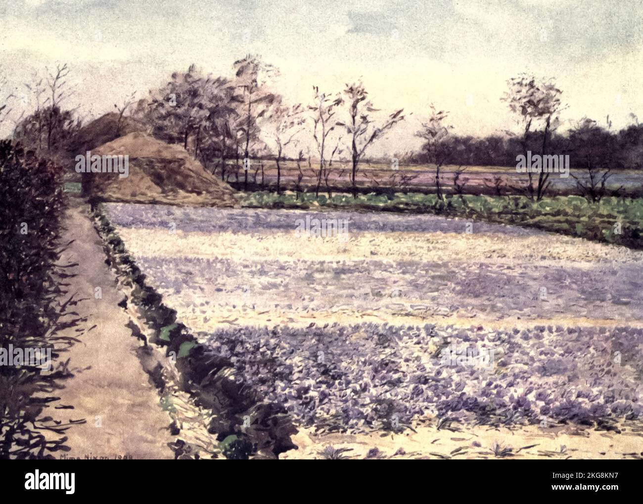 A Crocus Field Painted by Mima Nixon, from the book ' Dutch bulbs and gardens ' by Silberrad, Una Lucy, Publication date 1909 Publisher London : A. and C. Black Stock Photo