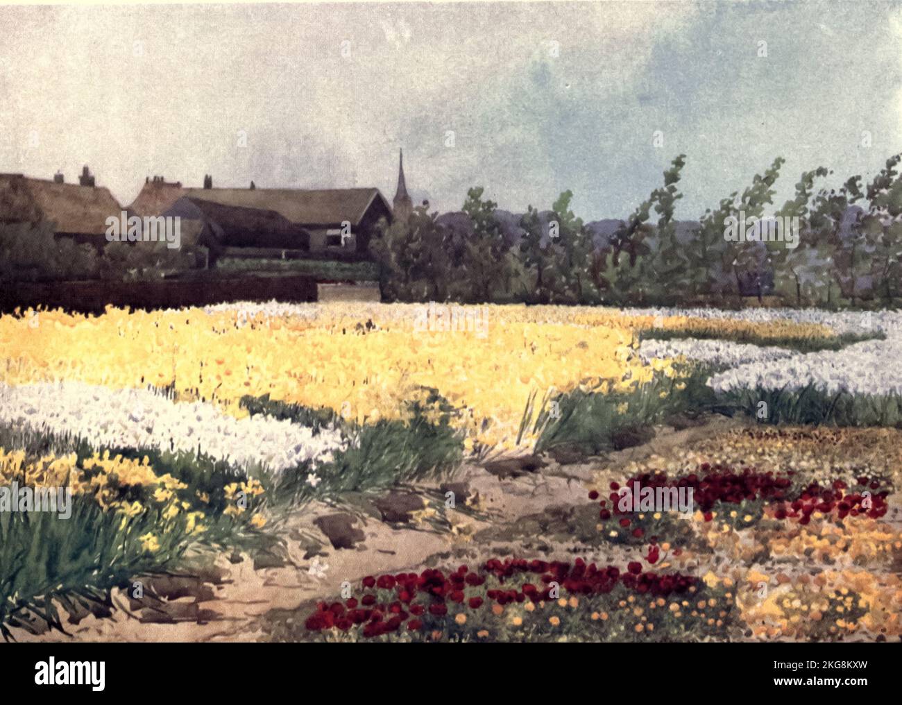 A Bulb Farm near Overveen Painted by Mima Nixon, from the book ' Dutch bulbs and gardens ' by Silberrad, Una Lucy, Publication date 1909 Publisher London : A. and C. Black Stock Photo