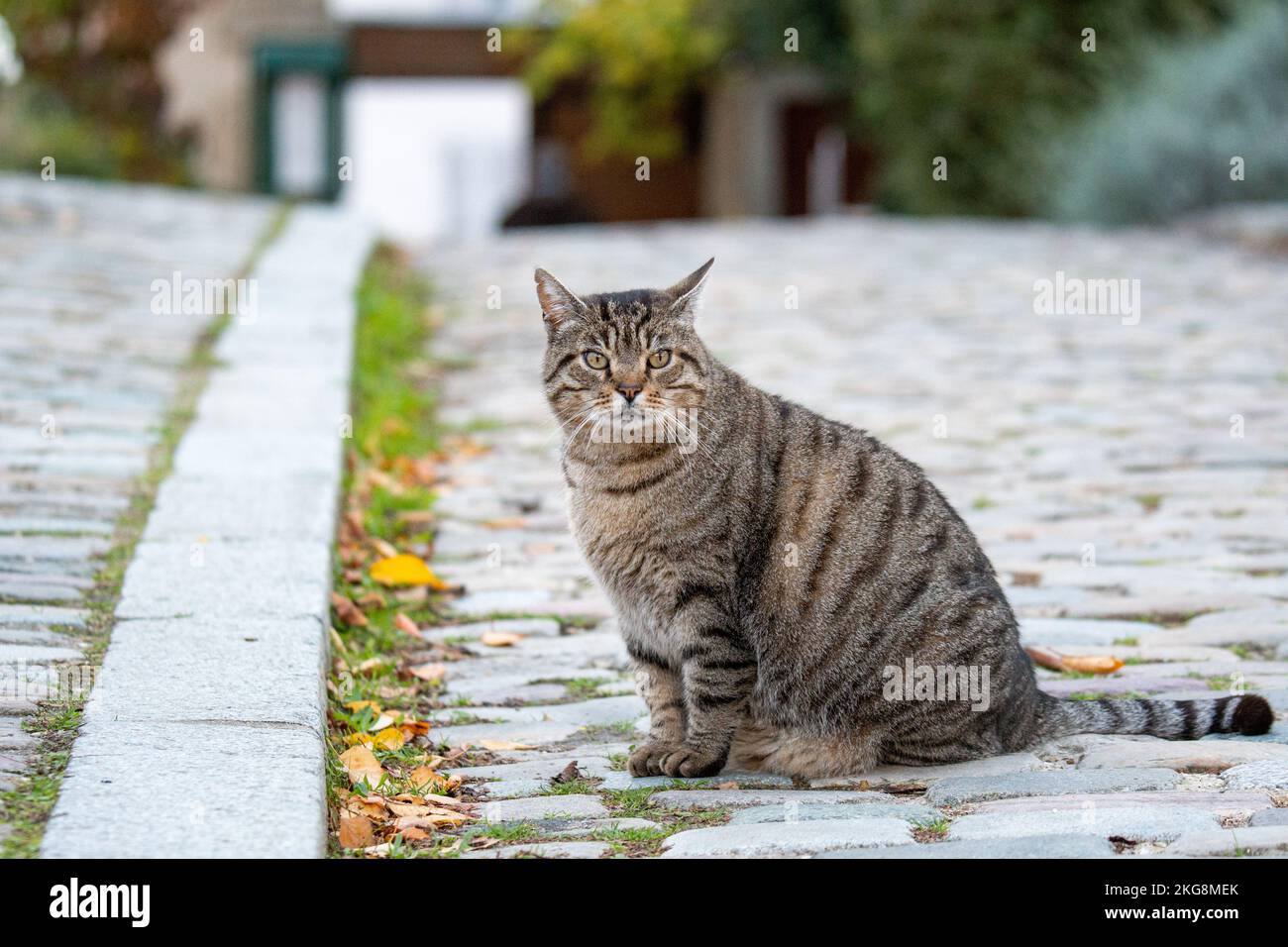Overweight street cat Stock Photo