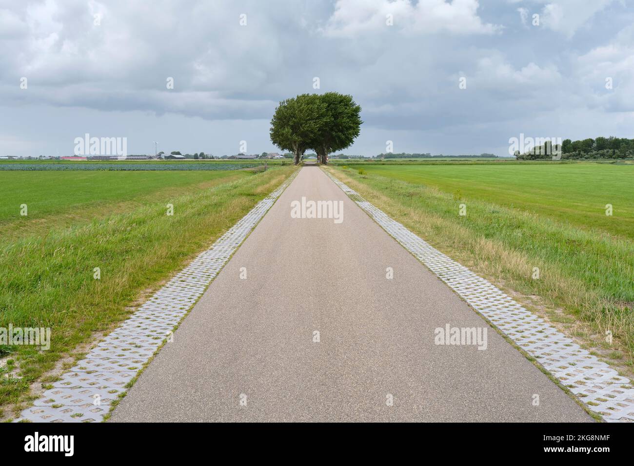 Empty agricultural landscape with a group of poplars at the end of a country road against a stormy sky. Image with diminishing perspective. Stock Photo