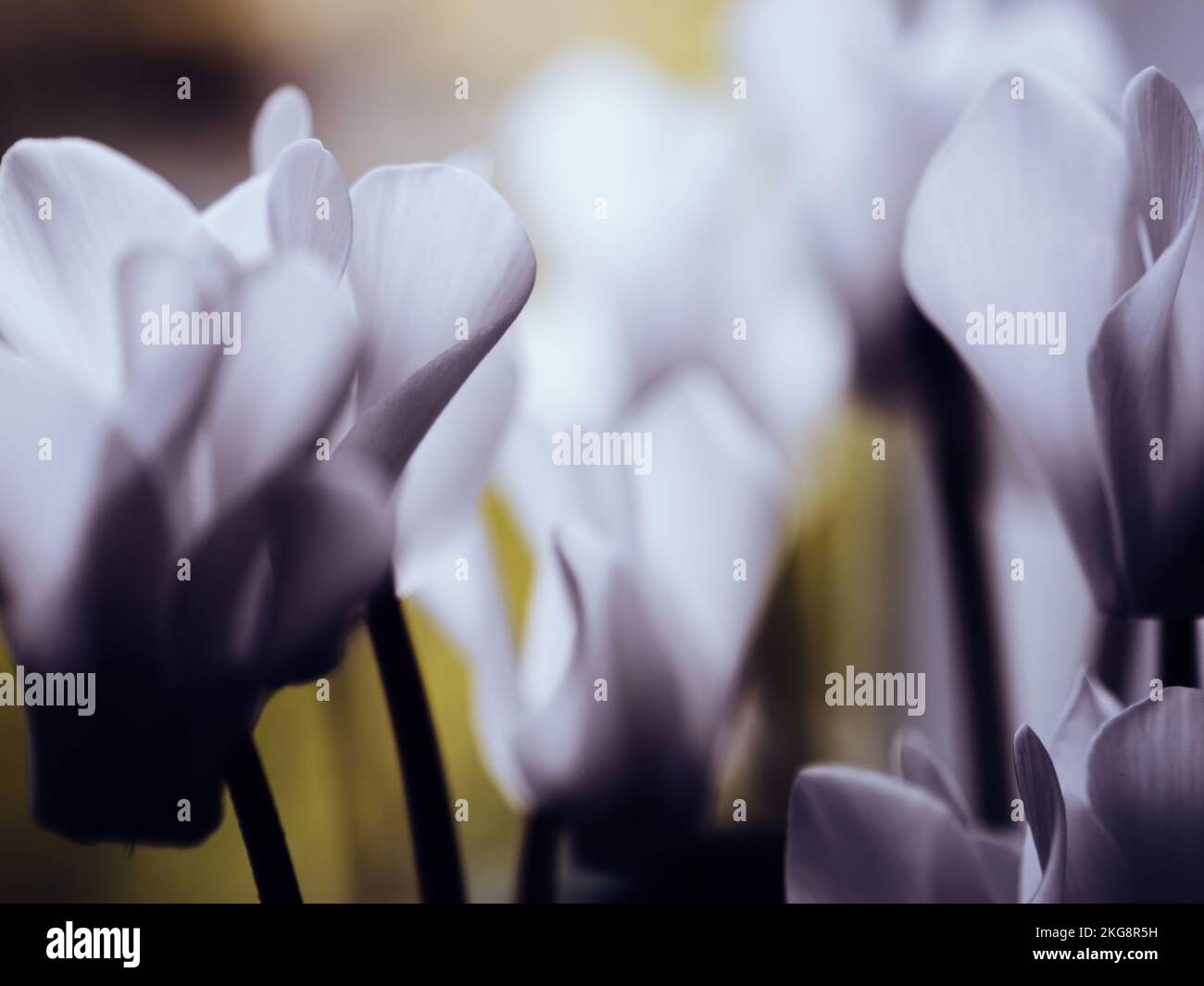 Close-up macro view of cyclamen persicum abstract flowers in a row with defocused blur background Stock Photo