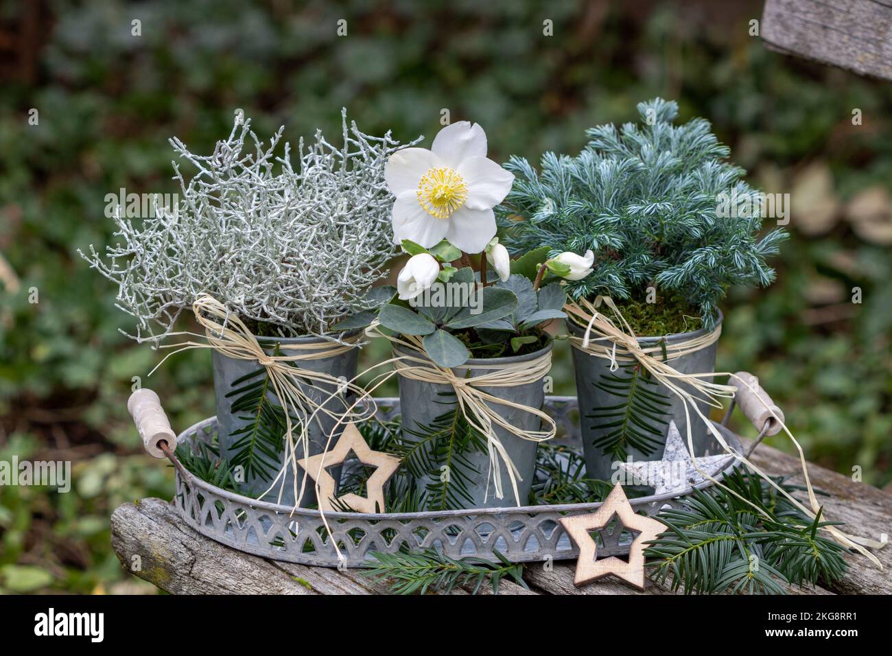 arrangement with helleborus niger, cushion bush and Japanese cypress in zinc pots in winter garden Stock Photo