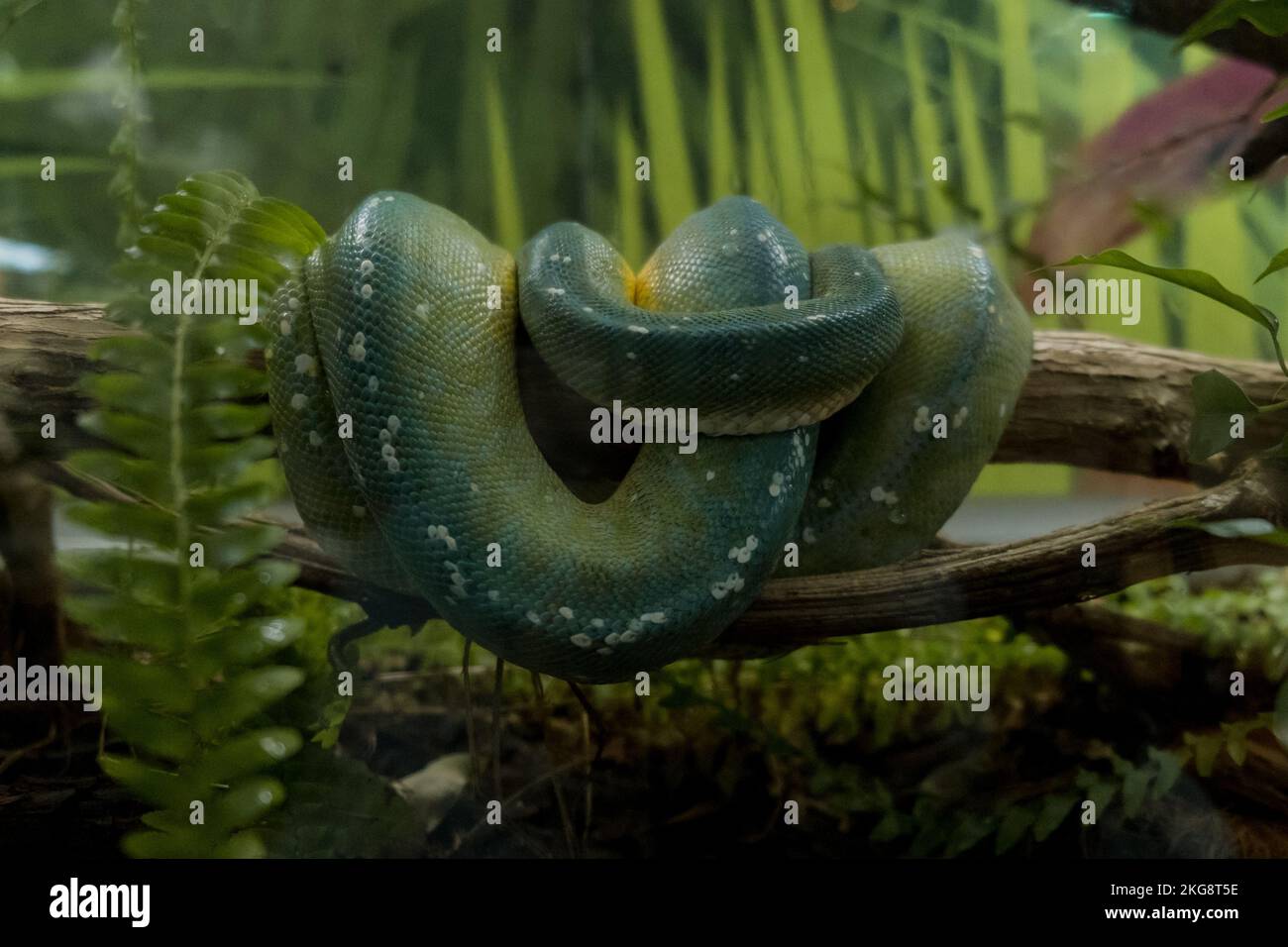 Snake wrapped around tree hi-res stock photography and images - Alamy