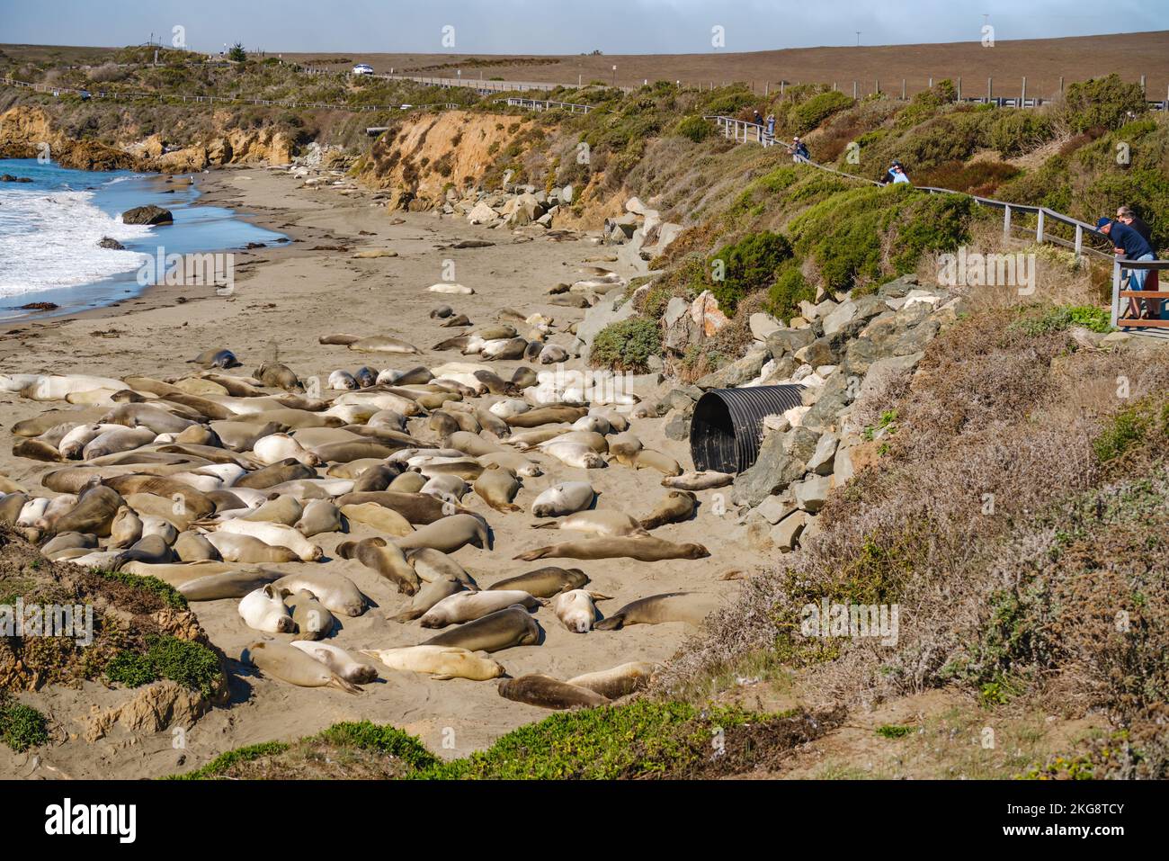 San Simeon, California, USA - October 30, 2022. Elephant seal colony ...