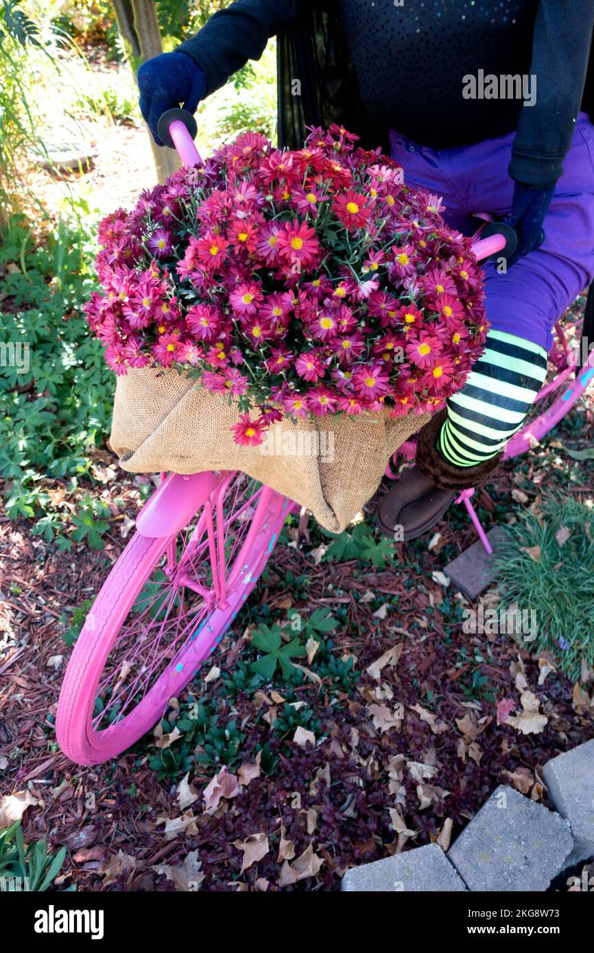 Halloween witch riding a pink bicycle with a basket stuffed full of pink chrysanthemum flowers. Fergus Falls Minnesota MN USA Stock Photo