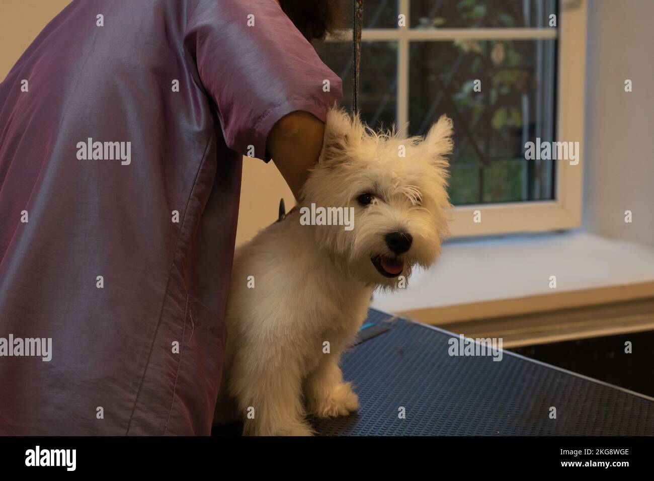 Photo of West Highland White Terrier grooming Stock Photo Alamy