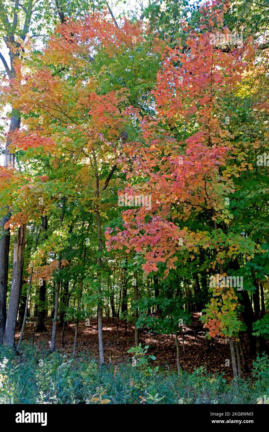 Colorful maple trees in the woods touched in autumn red. Vining Minnesota MN USA Stock Photo
