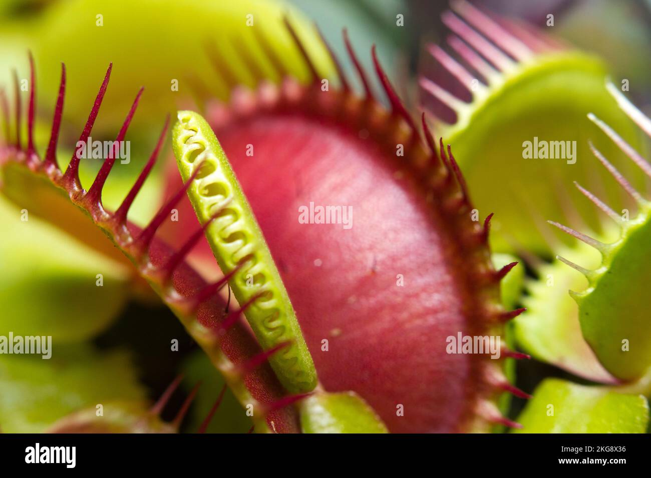 Fly paper trap hi-res stock photography and images - Alamy